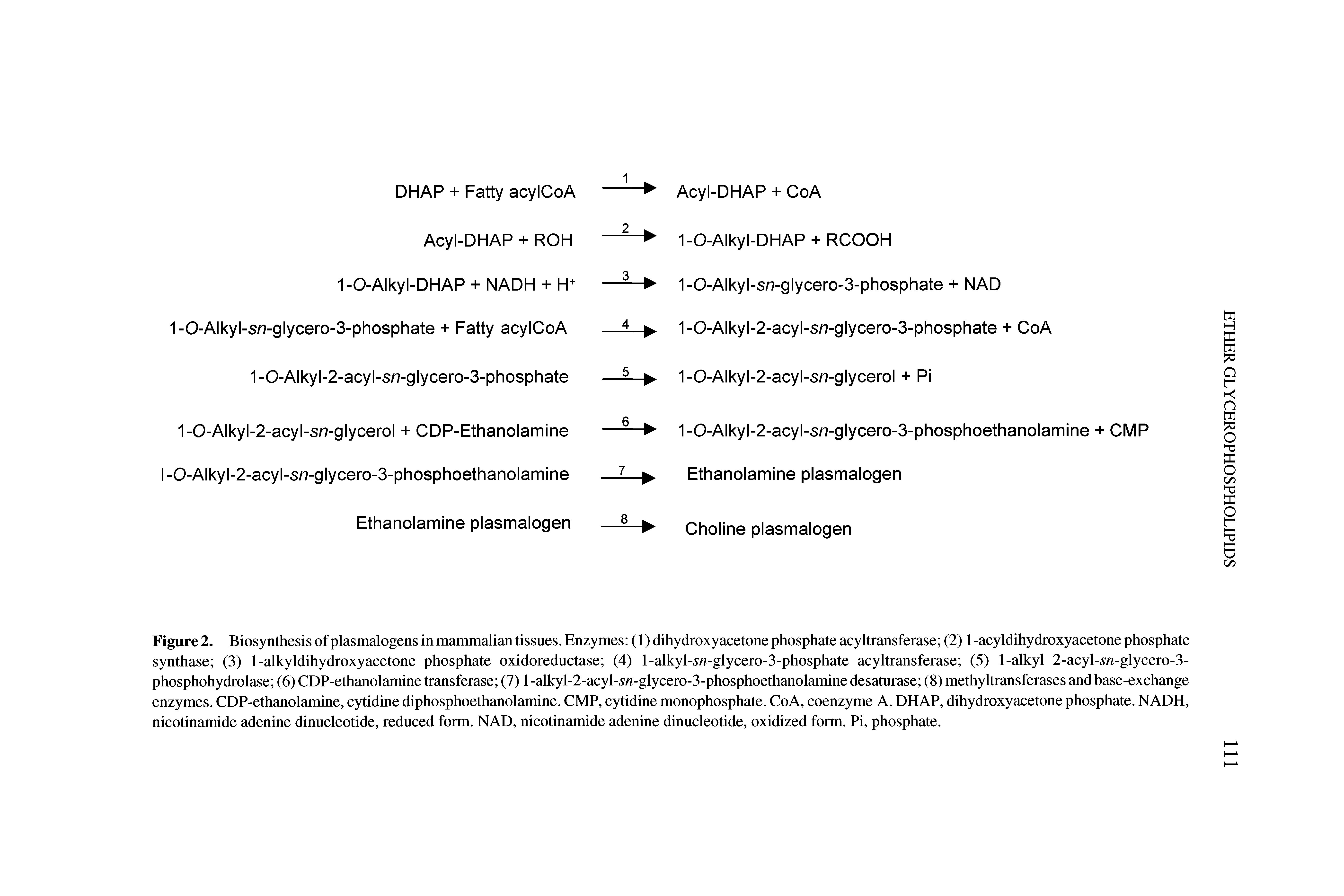 Figure 2. Biosynthesis of plasmalogens in mammalian tissues. Enzymes (1) dihydroxyacetone phosphate acyltransferase (2) 1-acyldihydroxyacetone phosphate synthase (3) 1-alkyldihydroxyacetone phosphate oxidoreductase (4) l-alkyl-5n-glycero-3-phosphate acyltransferase (5) 1-afkyl 2-acyl-5w-glycero-3-phosphohydrolase (6) CDP-ethanolamine transferase (7) l-alkyl-2-acyl-5w-glycero-3-phosphoethanolamine desaturase (8) methyltransferases and base-exchange enzymes. CDP-ethanolamine, cytidine diphosphoethanolamine. CMP, cytidine monophosphate. CoA, coenzyme A. DHAP, dihydroxyacetone phosphate. NADH, nicotinamide adenine dinucleotide, reduced form. NAD, nicotinamide adenine dinucleotide, oxidized form. Pi, phosphate.