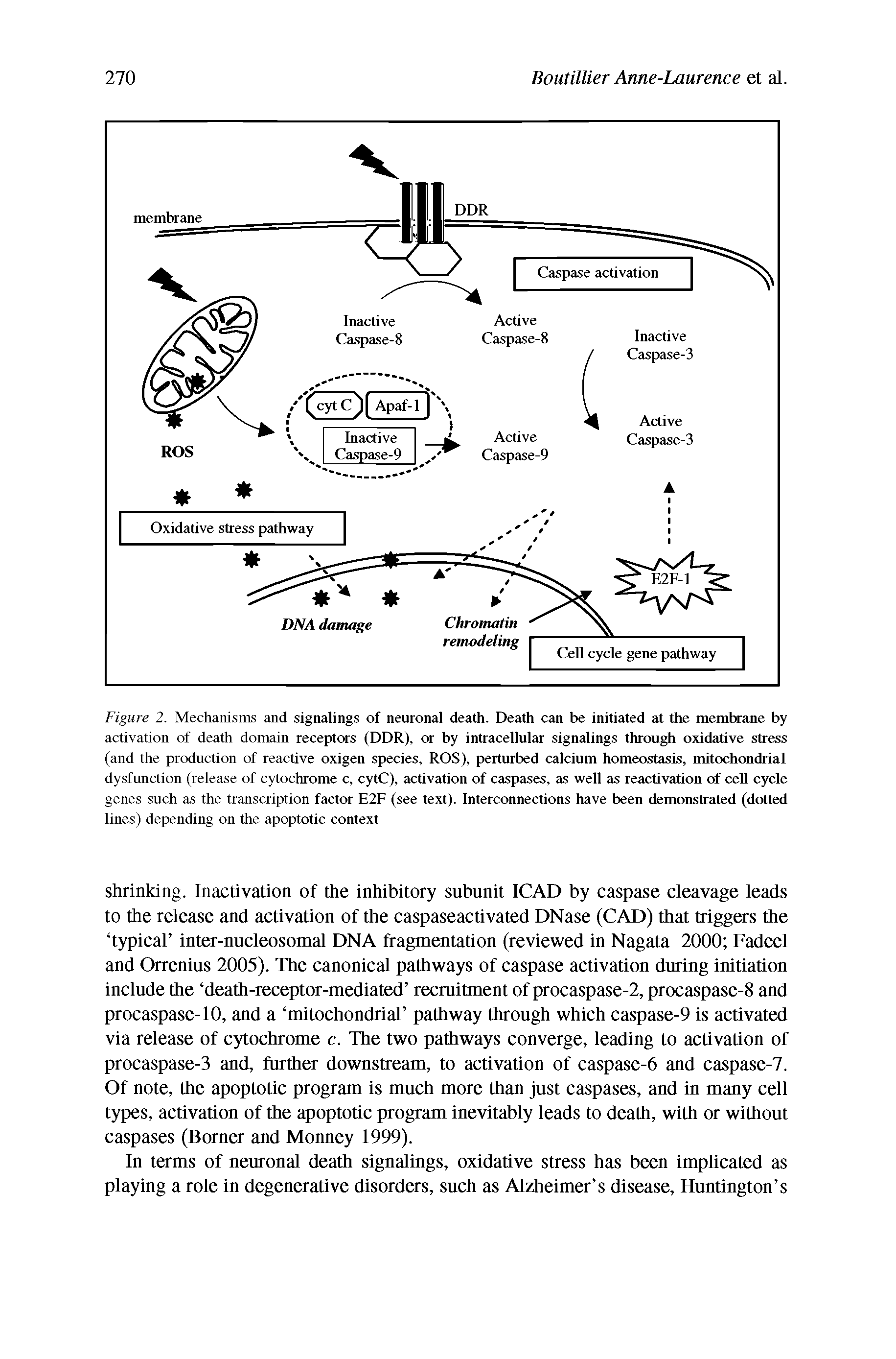 Figure 2. Mechanisms and signalings of neuronal death. Death can be initiated at the membrane by activation of death domain receptors (DDR), or by intracellular signalings through oxidative stress (and the production of reactive oxigen species, ROS), perturbed calcium homeostasis, mitochondrial dysfunction (release of cytochrome c, cytC), activation of caspases, as well as reactivation of cell cycle genes such as the transcription factor E2F (see text). Interconnections have been demonstrated (dotted lines) depending on the apoptotic context...