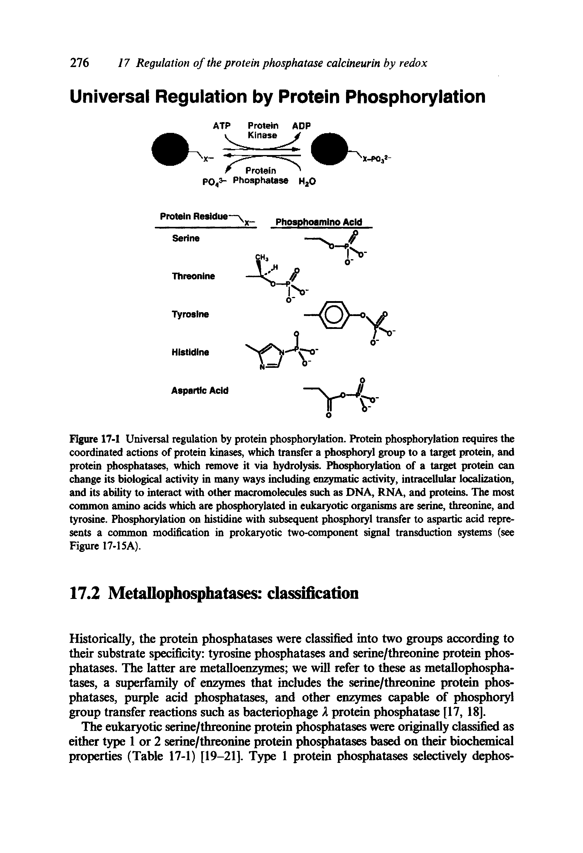 Figure 17-1 Universal regulation by protein phosphorylation. Protein phosphorylation requires the coordinated actions of protein kinases, which transfer a phosphoryl group to a target protein, and protein phosphatases, which remove it via hydrolysis. Phosphorylation of a target protein can change its biological activity in many ways including enzymatic activity, intracellular localization, and its ability to interact with other macromolecules such as DNA, RNA, and proteins. The most common amino acids which are phosphorylated in eukaryotic organisms are serine, threonine, and tyrosine. Phosphorylation on histidine with subsequent phosphoryl transfer to aspartic acid represents a coitunon modification in prokaryotic two-component signal transduction s)rstems (see Figure 17-15A).