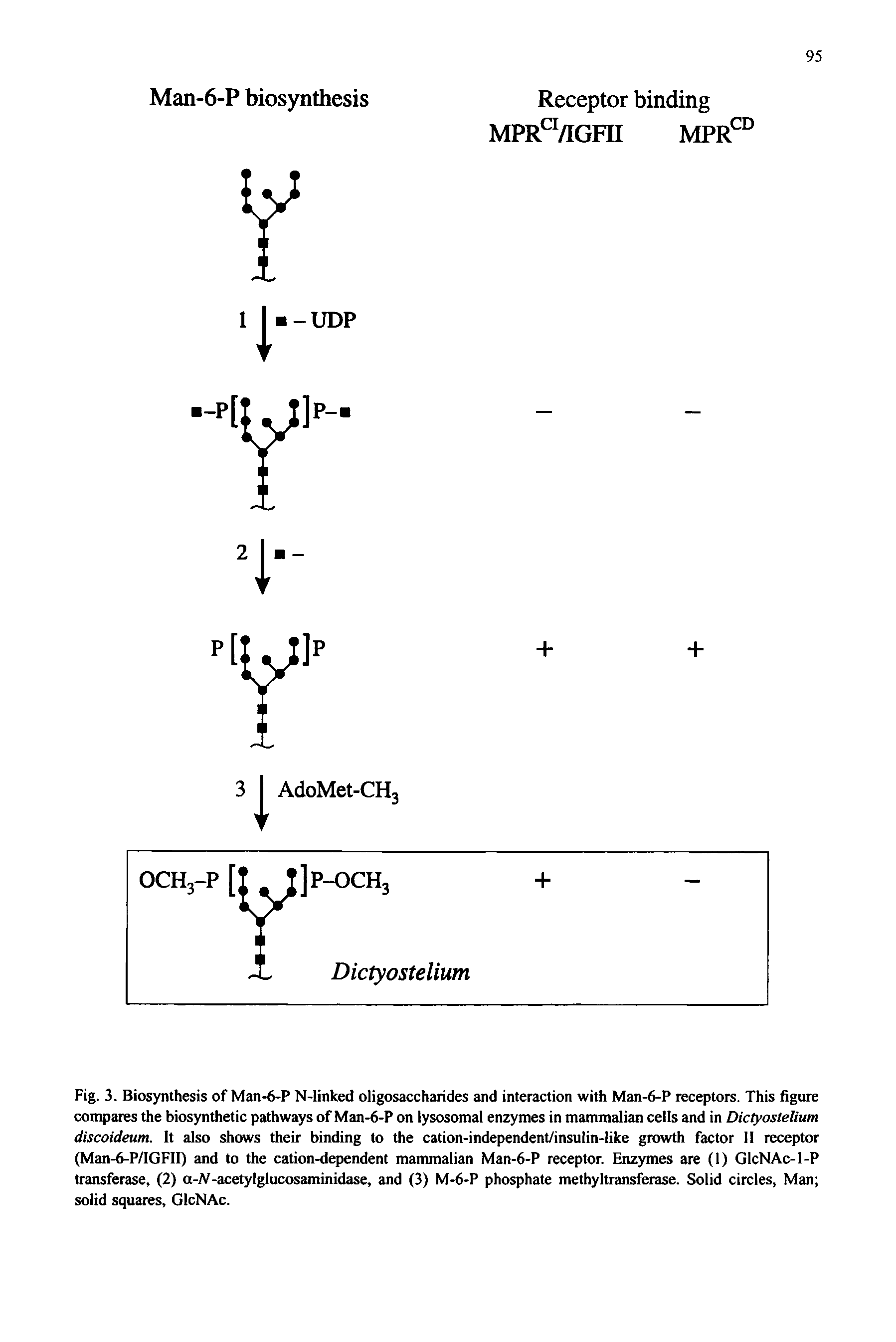 Fig. 3. Biosynthesis of Man-6-P N-linked oligosaccharides and interaction with Man-6-P receptors. This figure compares the biosynthetic pathways of Man-6-P on lysosomal enzymes in mammalian cells and in Dictyostelium discoideum. It also shows their binding to the cation-independent/insulin-like growth factor II receptor (Man-6-P/IGFII) and to the cation-dependent mammalian Man-6-P receptor. Enzymes are (1) GlcNAc-1-P transferase, (2) a-A-acetylglucosaminidase, and (3) M-6-P phosphate methyltransferase. Solid circles, Man solid squares, GlcNAc.