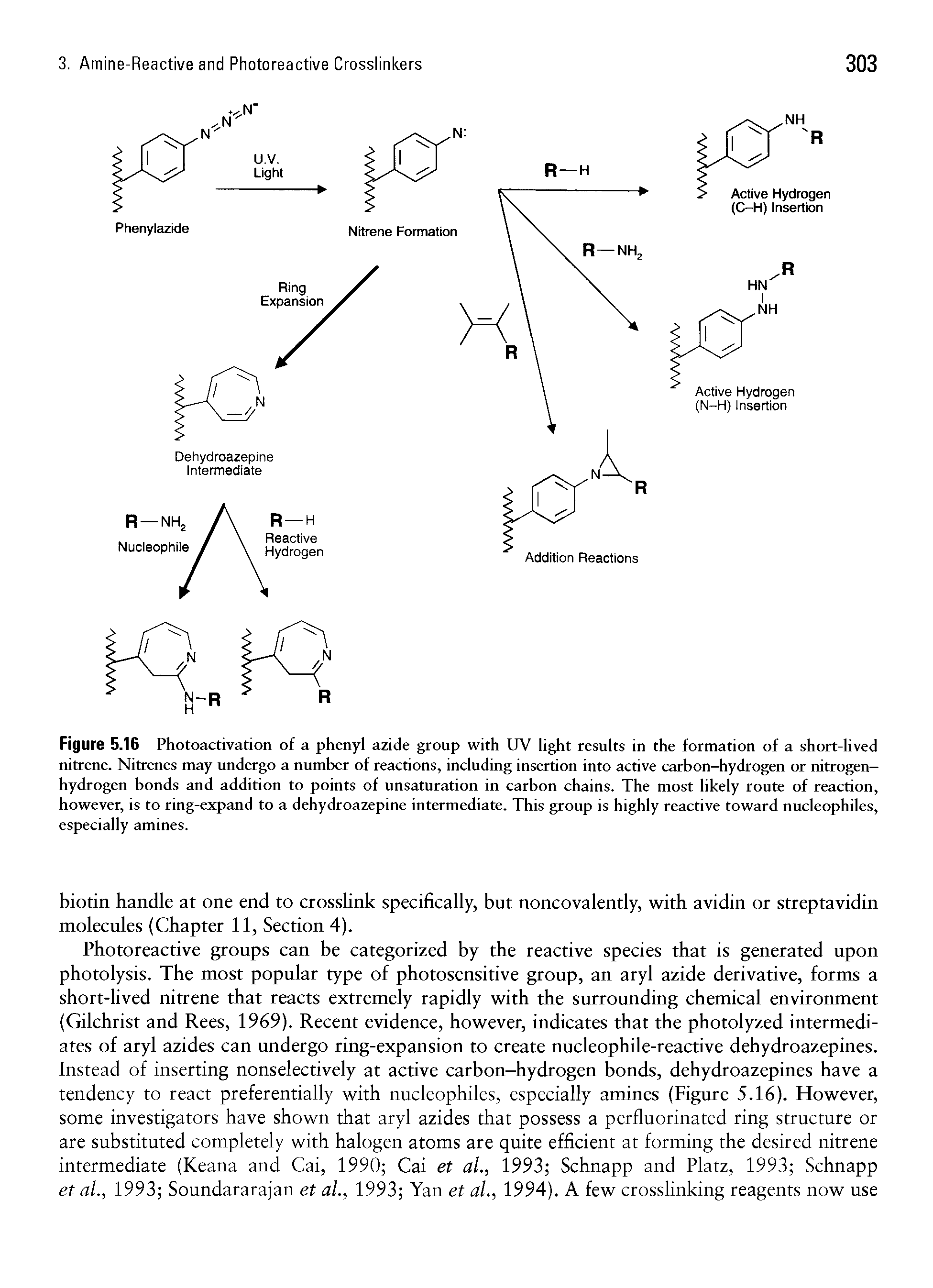 Figure 5.16 Photoactivation of a phenyl azide group with UV light results in the formation of a short-lived nitrene. Nitrenes may undergo a number of reactions, including insertion into active carbon-hydrogen or nitrogen-hydrogen bonds and addition to points of unsaturation in carbon chains. The most likely route of reaction, however, is to ring-expand to a dehydroazepine intermediate. This group is highly reactive toward nucleophiles, especially amines.