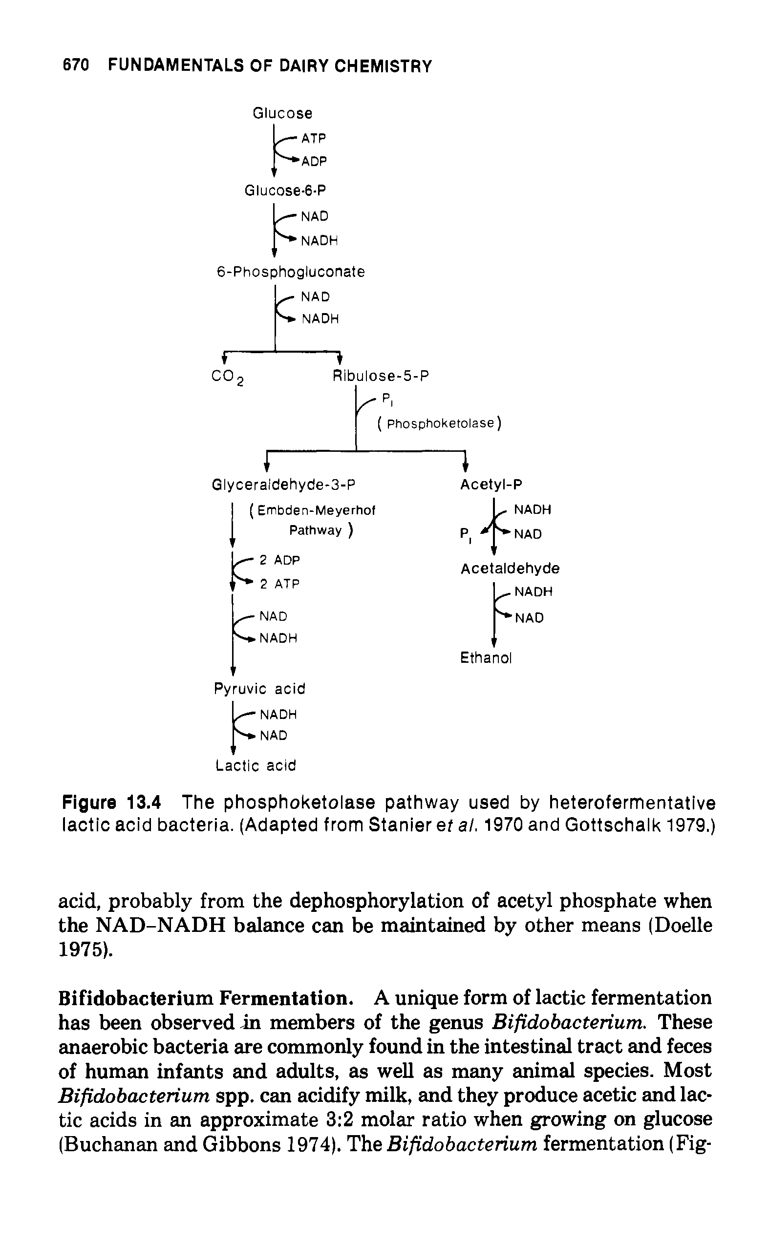 Figure 13.4 The phosphoketolase pathway used by heterofermentative lactic acid bacteria. (Adapted from Stanier et al. 1970 and Gottschalk 1979.)...