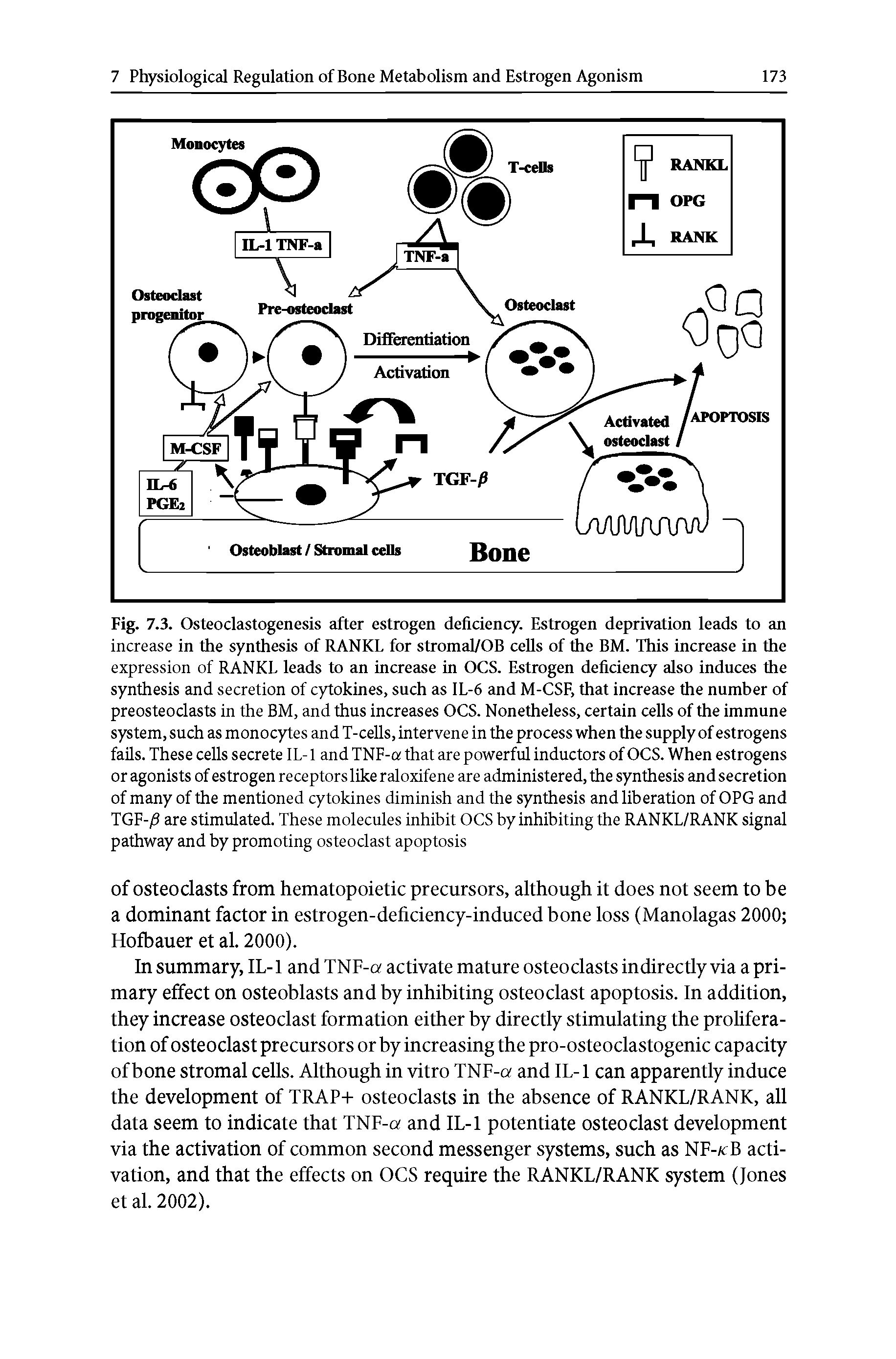 Fig. 7.3. Osteoclastogenesis after estrogen deficiency. Estrogen deprivation leads to an increase in the synthesis of RANKL for stromal/OB cells of the BM. This increase in the expression of RANKL leads to an increase in OCS. Estrogen deficiency also induces the synthesis and secretion of cytokines, such as IL-6 and M-CSF, that increase the number of preosteoclasts in the BM, and thus increases OCS. Nonetheless, certain cells of the immune system, such as monocytes and T-cells, intervene in the process when the supply of estrogens fails. These cells secrete IL-1 and TNF-a that are powerful inductors of OCS. When estrogens or agonists of estrogen receptors like raloxifene are administered, the synthesis and secretion of many of the mentioned cytokines diminish and the synthesis and liberation of OPG and TGF-/S are stimulated. These molecules inhibit OCS by inhibiting the RANKL/RANK signal pathway and by promoting osteoclast apoptosis...