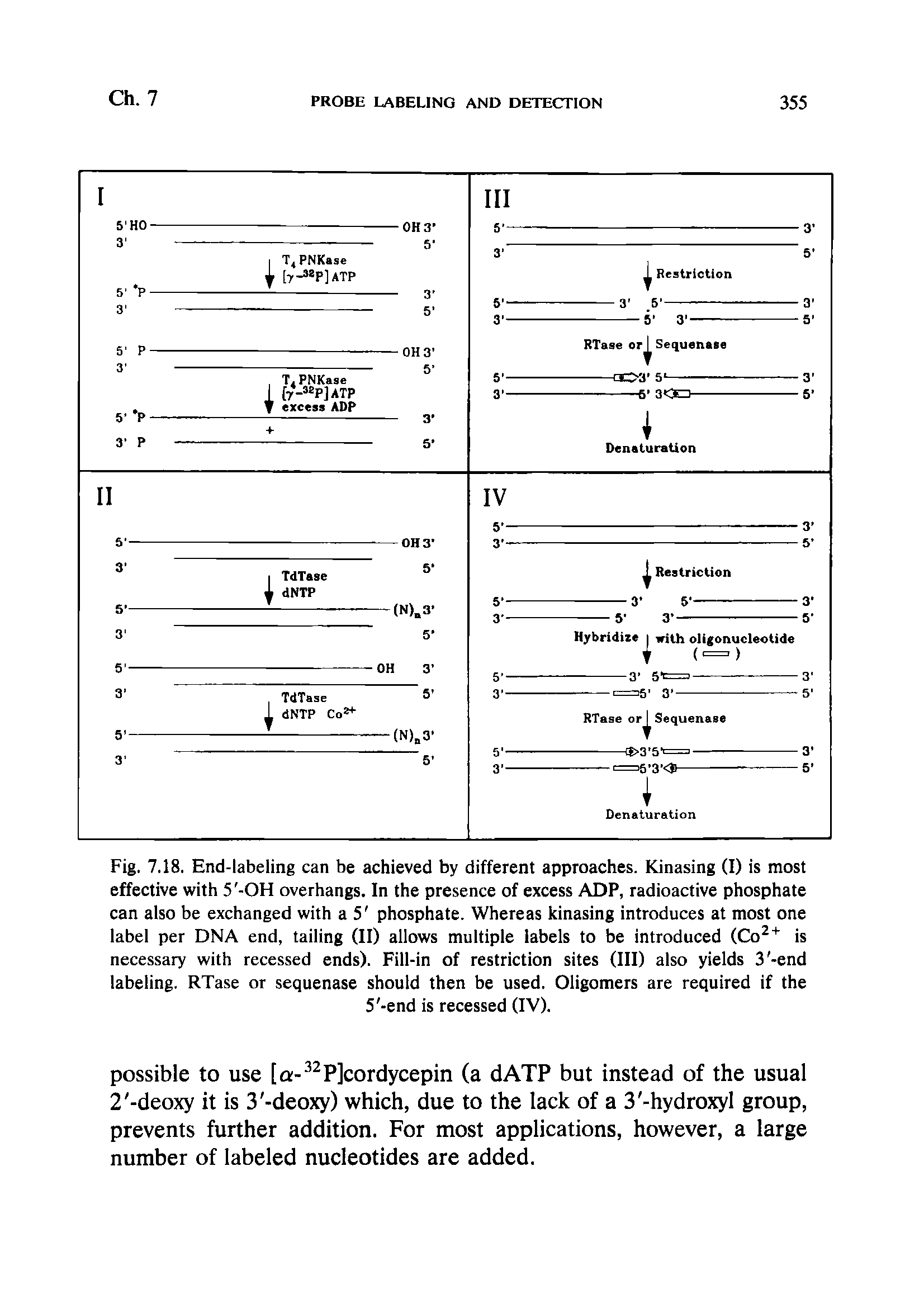 Fig. 7.18. End-labeling can be achieved by different approaches. Kinasing (I) is most effective with 5 -OH overhangs. In the presence of excess ADP, radioactive phosphate can also be exchanged with a 5 phosphate. Whereas kinasing introduces at most one label per DNA end, tailing (II) allows multiple labels to be introduced (Co is necessary with recessed ends). Fill-in of restriction sites (III) also yields 3 -end labeling. RTase or sequenase should then be used. Oligomers are required if the 5 -end is recessed (IV).