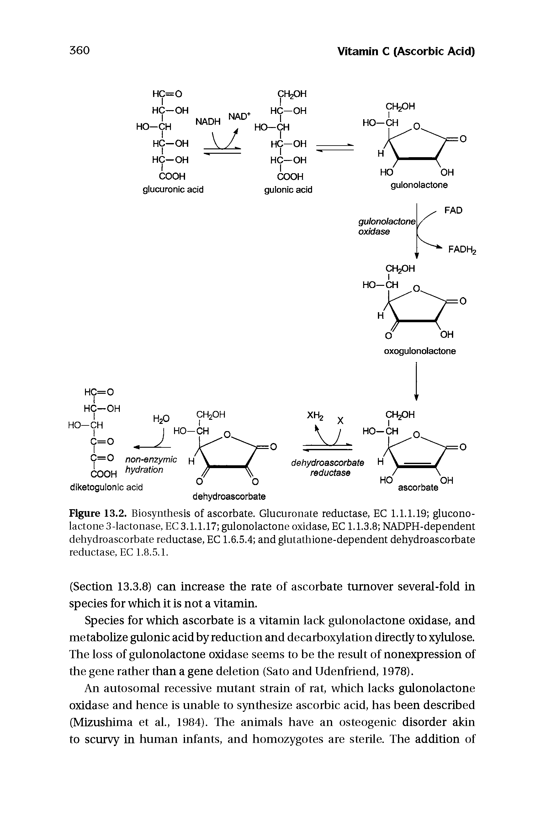Figure 13.2. Biosynthesis of ascorbate. Glucuronate reductase, EC 1.1.1.19 glucono-lactone3-lactonase, EC 3.1.1.17 gulonolactone oxidase, EC 1.1.3.8 NADPH-dependent dehydroascorbate reductase, EC 1.6.5.4 and glutathione-dependent dehydroascorbate...