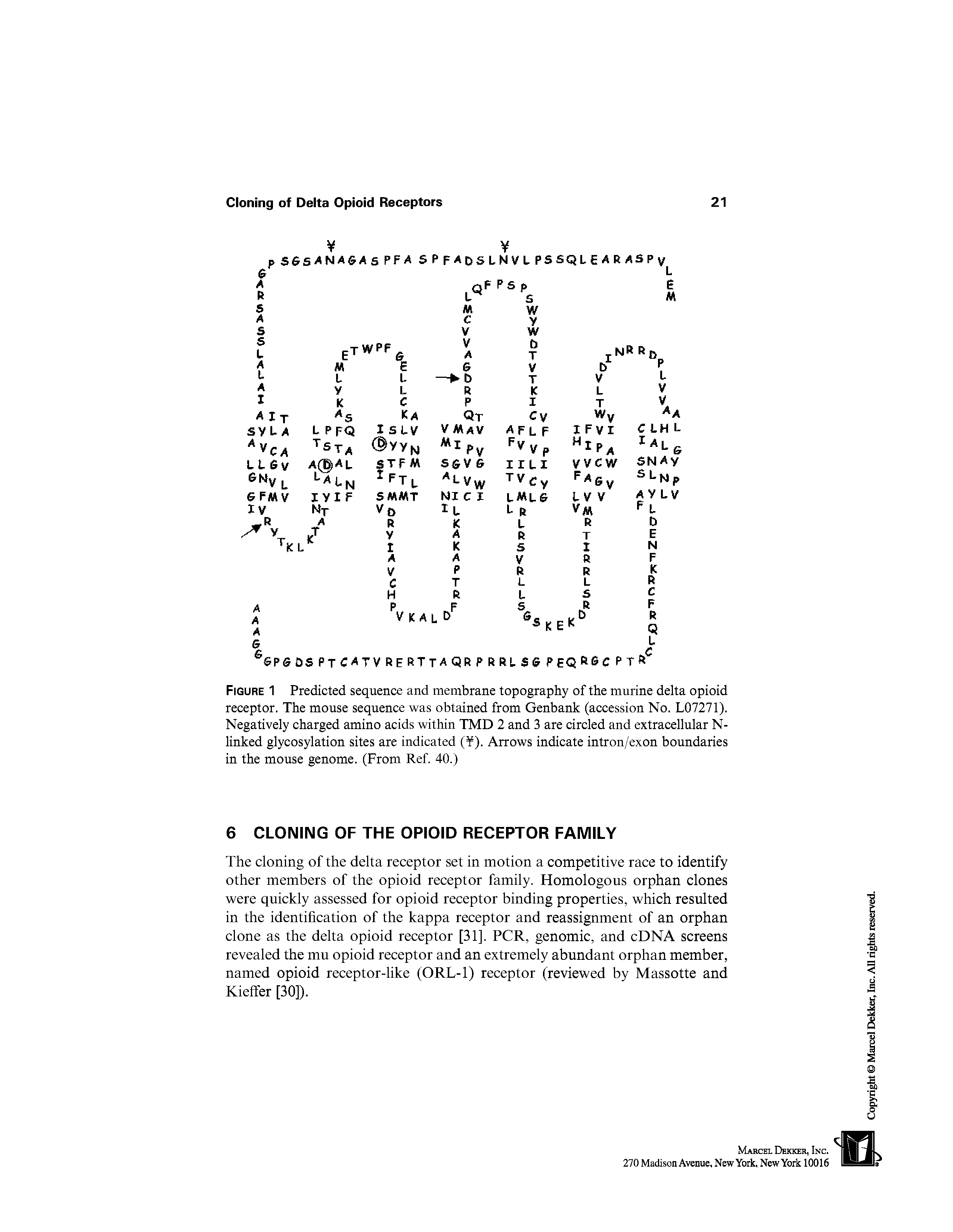 Figure 1 Predicted sequence and membrane topography of the murine delta opioid receptor. The mouse sequence was obtained from Genbank (accession No. L07271). Negatively charged amino acids within TMD 2 and 3 are circled and extracellular N-linked glycosylation sites are indicated ( ). Arrows indicate intron/exon boundaries in the mouse genome. (From Ref. 40.)...