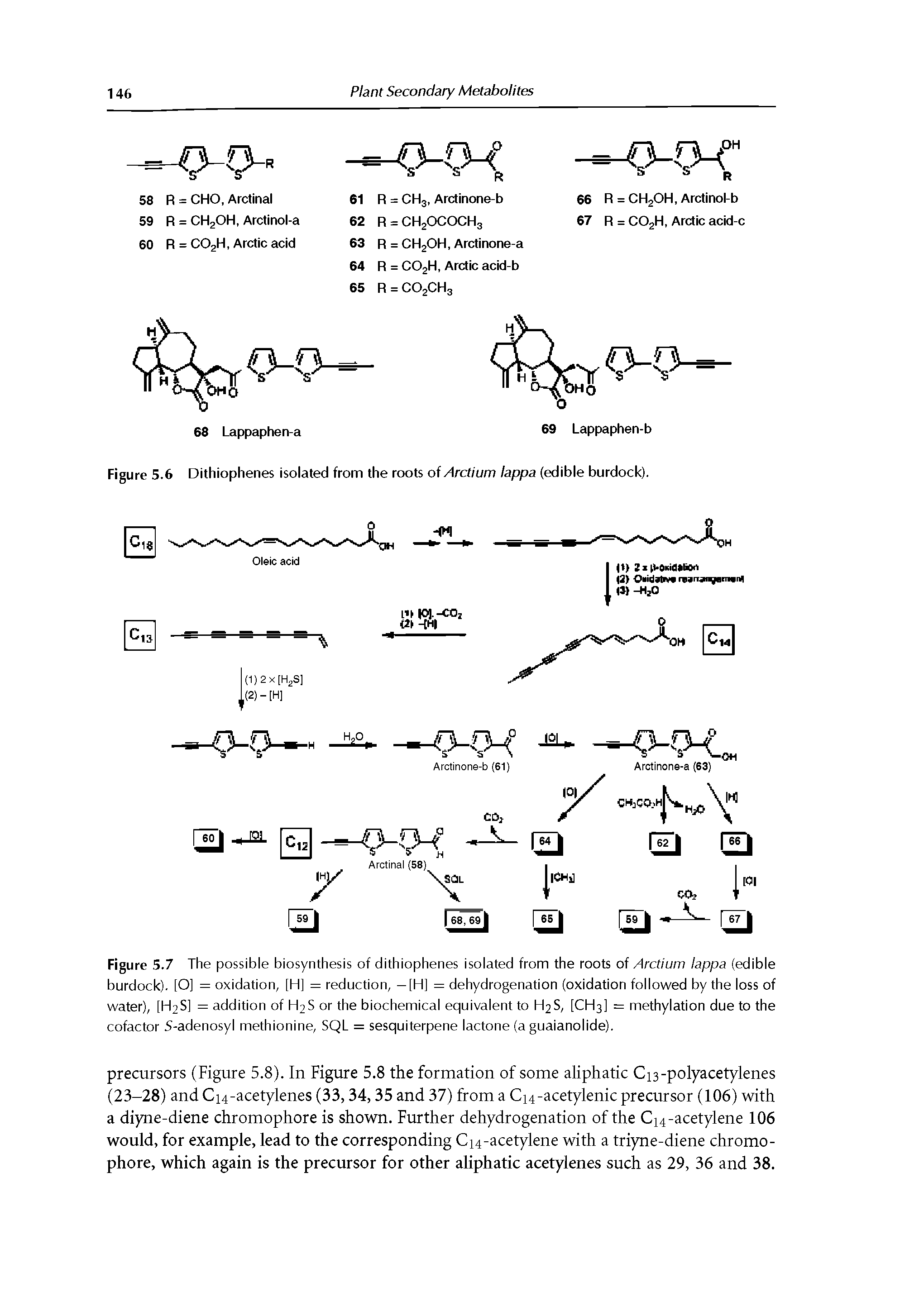 Figure 5.7 The possible biosynthesis of dithiophenes isolated from the roots of Arctium lappa (edible burdock). [O] = oxidation, [H] = reduction, — [H] = dehydrogenation (oxidation followed by the loss of water), [H2S] = addition of H2S or the biochemical equivalent to H2S, [CH3] = methylation due to the cofactor S-adenosyl methionine, SQL = sesquiterpene lactone (a guaianolide).