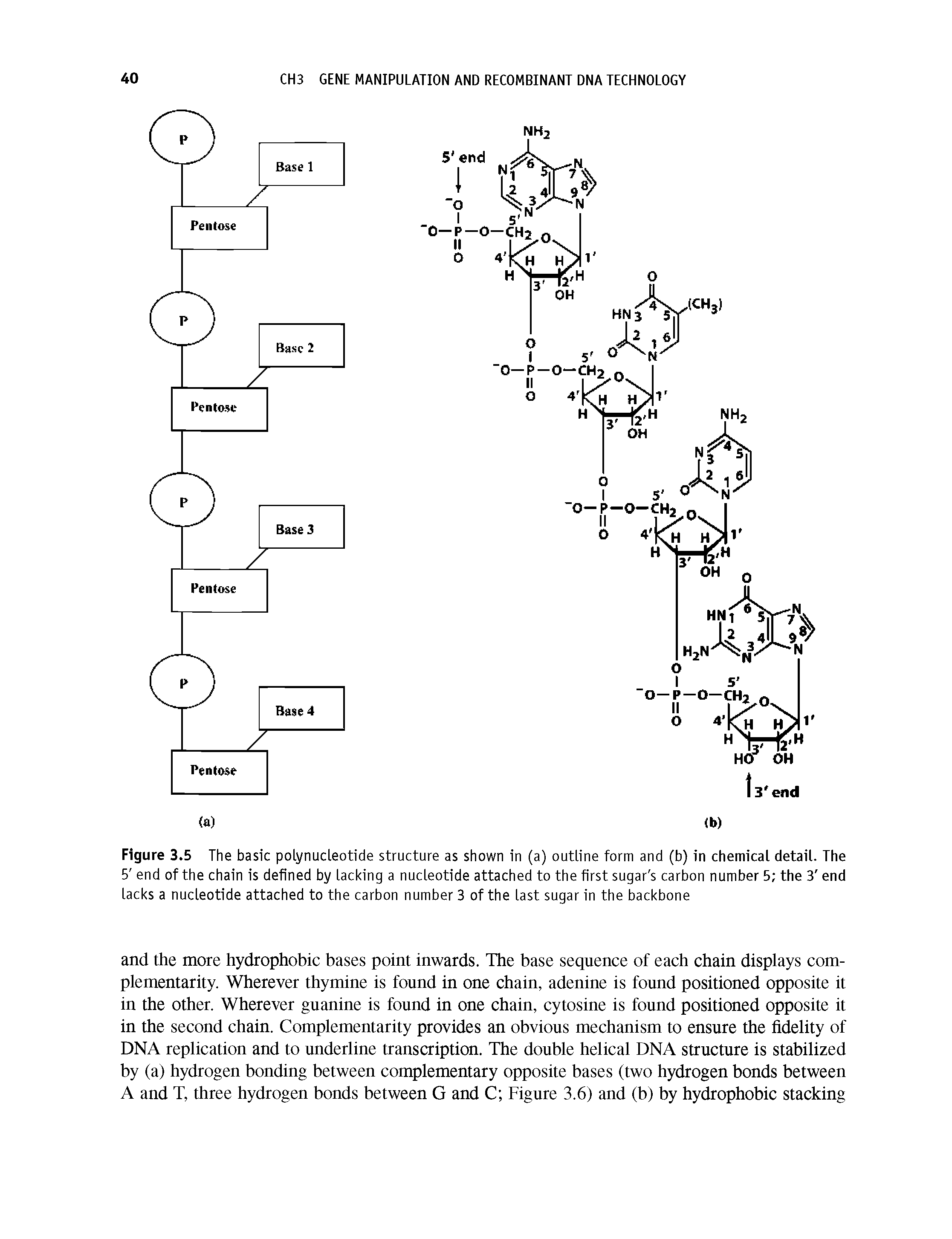 Figure 3.5 The basic polynucleotide structure as shown in (a) outline form and (b) in chemical detail. The 5 end of the chain is defined by lacking a nucleotide attached to the first sugar s carbon number 5 the 3 end lacks a nucleotide attached to the carbon number 3 of the last sugar in the backbone...