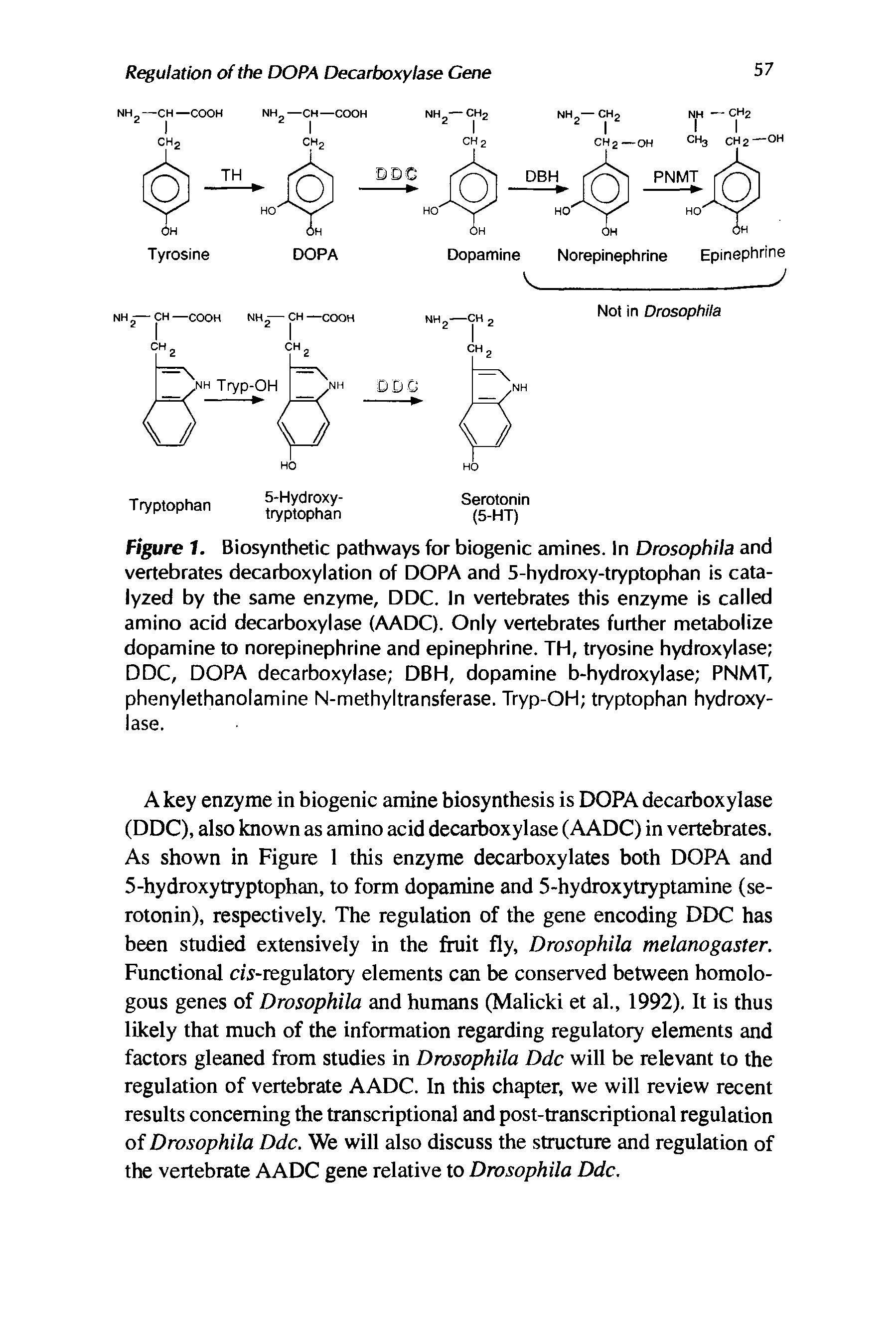 Figure 1. Biosynthetic pathways for biogenic amines. In Drosophila and vertebrates decarboxylation of DOPA and 5-hydroxy-tryptophan is catalyzed by the same enzyme, DDC. In vertebrates this enzyme is called amino acid decarboxylase (AADC). Only vertebrates further metabolize dopamine to norepinephrine and epinephrine. TH, tryosine hydroxylase DDC, DOPA decarboxylase DBH, dopamine b-hydroxylase PNMT, phenylethanolamine N-methyltransferase. Tryp-OH tryptophan hydroxylase.