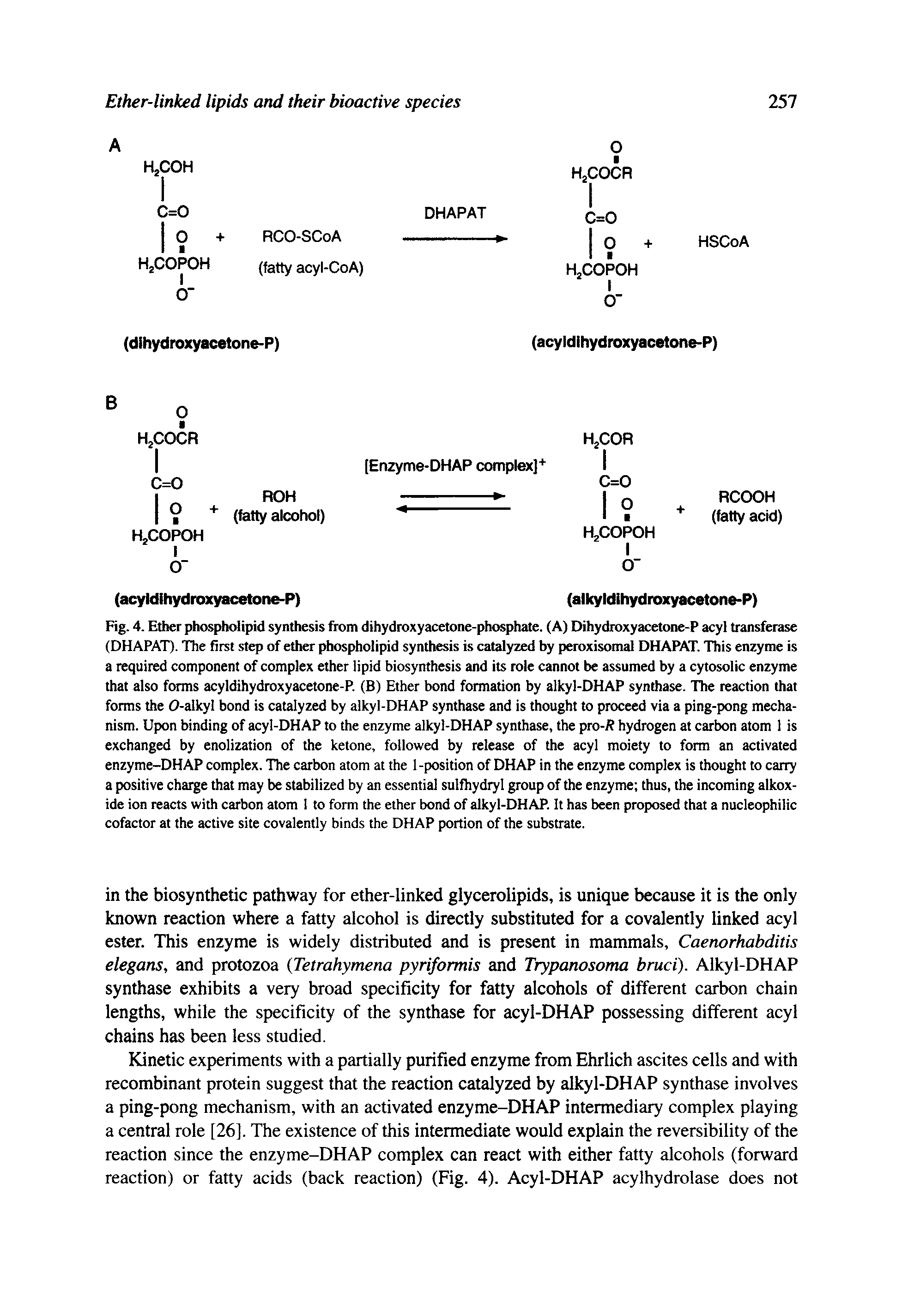 Fig. 4. Ether phospholipid synthesis from dihydroxyacetone-phosphate. (A) Dihydroxyacetone-P acyl transferase (DHAPAT). The first step of ether phospholipid synthesis is catalyzed by peroxisomal DHAPAT. This enzyme is a required component of complex ether lipid biosynthesis and its role cannot be assumed by a cytosolic enzyme that also forms acyldihydroxyacetone-P. (B) Ether bond formation by alkyl-DHAP synthase. The reaction that forms the 0-alkyl bond is catalyzed by alkyl-DHAP synthase and is thought to proceed via a ping-pong mechanism. Upon binding of acyl-DHAP to the enzyme alkyl-DHAP synthase, the pro-f hydrogen at carbon atom 1 is exchanged by enolization of the ketone, followed by release of the acyl moiety to form an activated enzyme-DHAP complex. The carbon atom at the 1-position of DHAP in the enzyme complex is thought to carry a positive charge that may be stabilized by an essential sulfhydryl group of the enzyme thus, the incoming alkox-ide ion reacts with carbon atom 1 to form the ether bond of alkyl-DHAP. It has been proposed that a nucleophilic cofactor at the active site covalently binds the DHAP portion of the substrate.