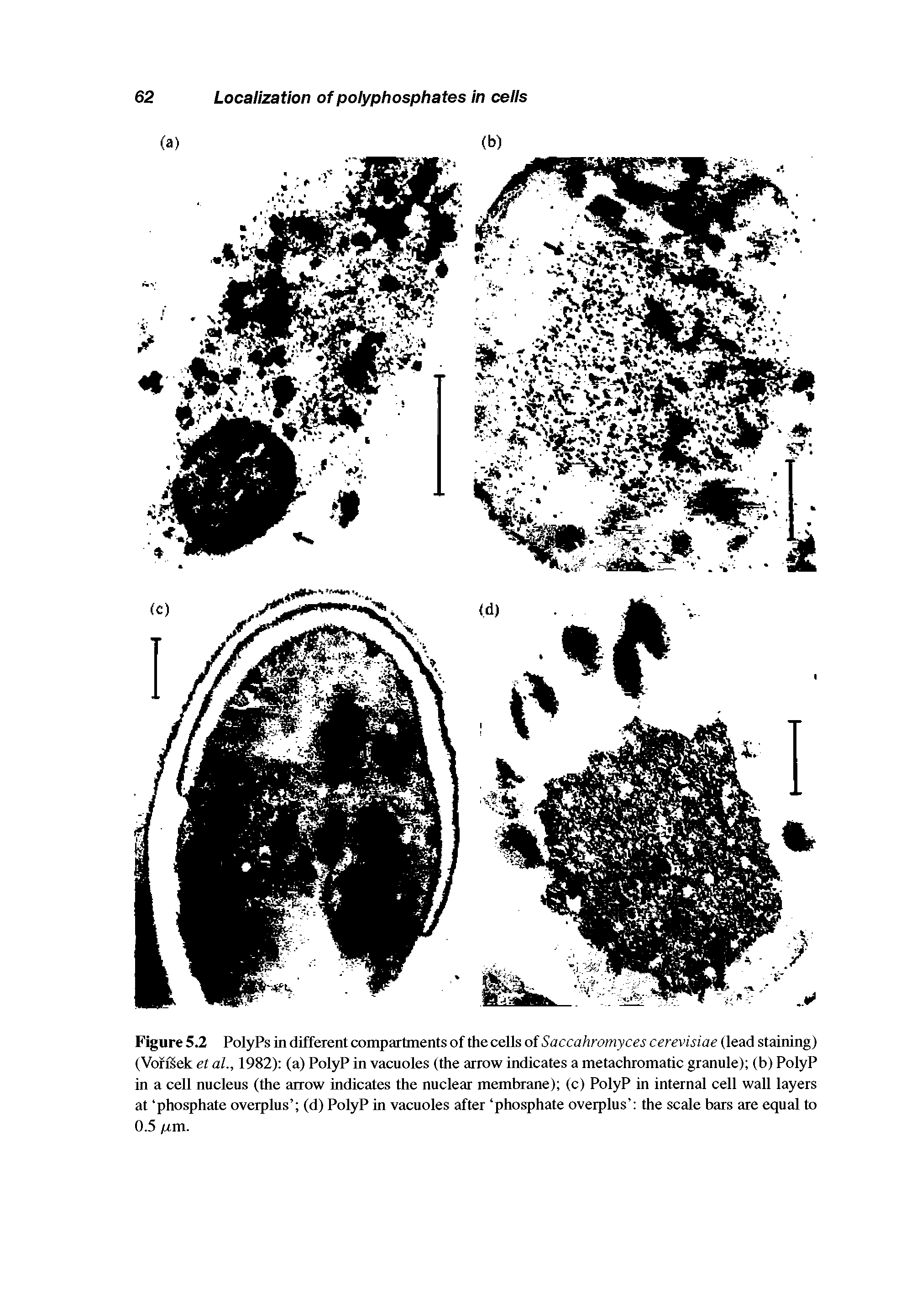 Figure 5.2 PolyPs in different compartments of the cells of Saccahromyces cerevisiae (lead staining) (Vorfiek et al., 1982) (a) PolyP in vacuoles (the arrow indicates a metachromatic granule) (b) PolyP in a cell nucleus (the arrow indicates the nuclear membrane) (c) PolyP in internal cell wall layers at phosphate overplus (d) PolyP in vacuoles after phosphate overplus the scale bars are equal to 0.5 /xm.