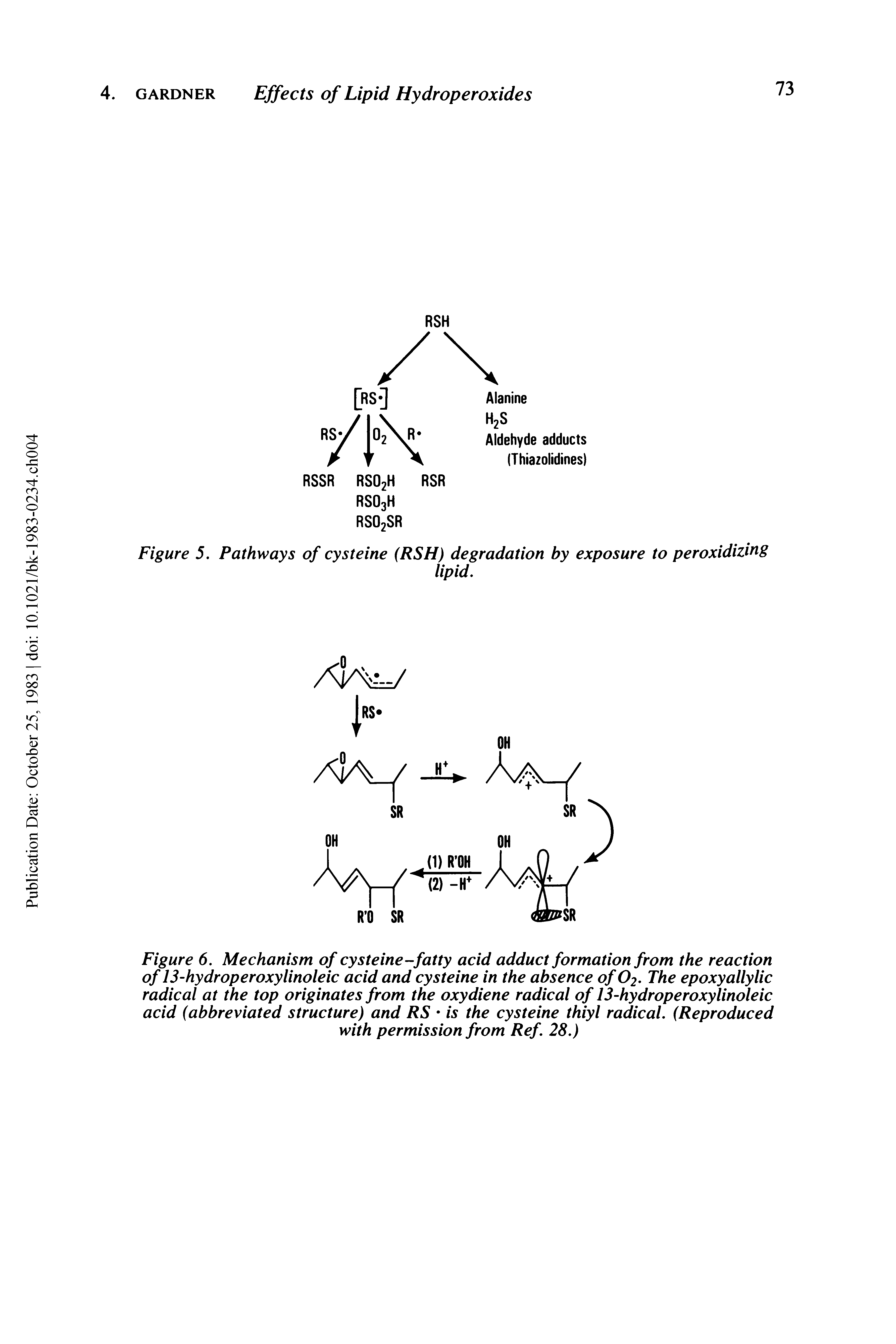 Figure 6. Mechanism of cysteine-fatty acid adduct formation from the reaction of 13-hydroperoxylinoleic acid and cysteine in the absence of O2. The epoxyallylic radical at the top originates from the oxydiene radical of 13-hydroperoxylinoleic acid abbreviated structure) and RS is the cysteine thiyl radical. Reproduced with permission from Ref. 28.)...
