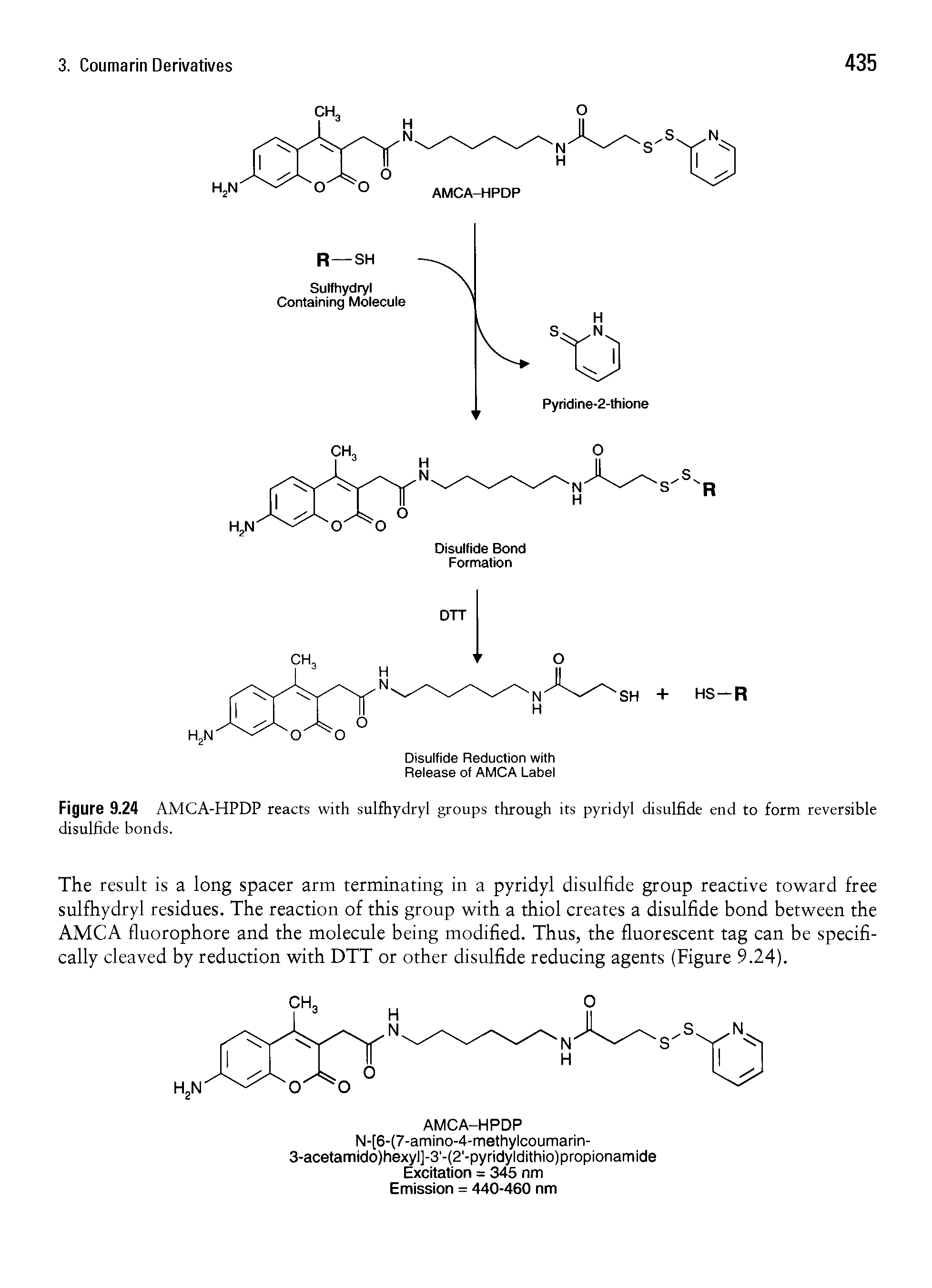 Figure 9.24 AMCA-HPDP reacts with sulfhydryl groups through its pyridyl disulfide end to form reversible disulfide bonds.