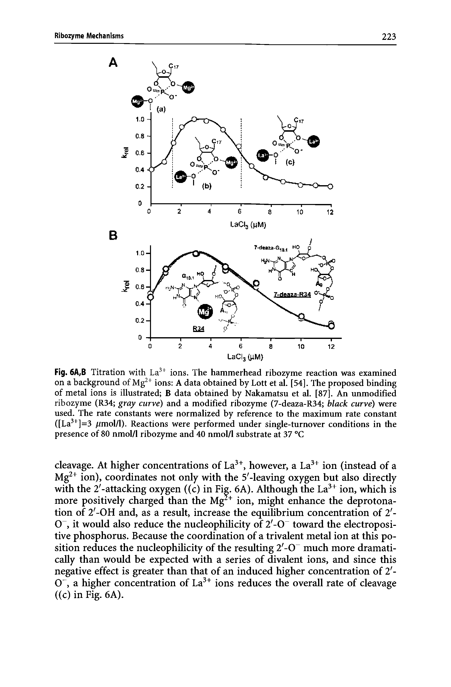 Fig. 6A,B Titration with ions. The hammerhead ribozyme reaction was examined on a background of ions A data obtained by Lott et al. [54]. The proposed binding of metal ions is illustrated B data obtained by Nakamatsu et al. [87]. An unmodified ribozyme (R34 gray curve) and a modified ribozyme (7-deaza-R34 black curve) were used. The rate constants were normalized by reference to the maximum rate constant ([La ]=3 (mol/1). Reactions were performed under single-turnover conditions in the presence of 80 nmol/1 ribozyme and 40 nmol/1 substrate at 37 °C...