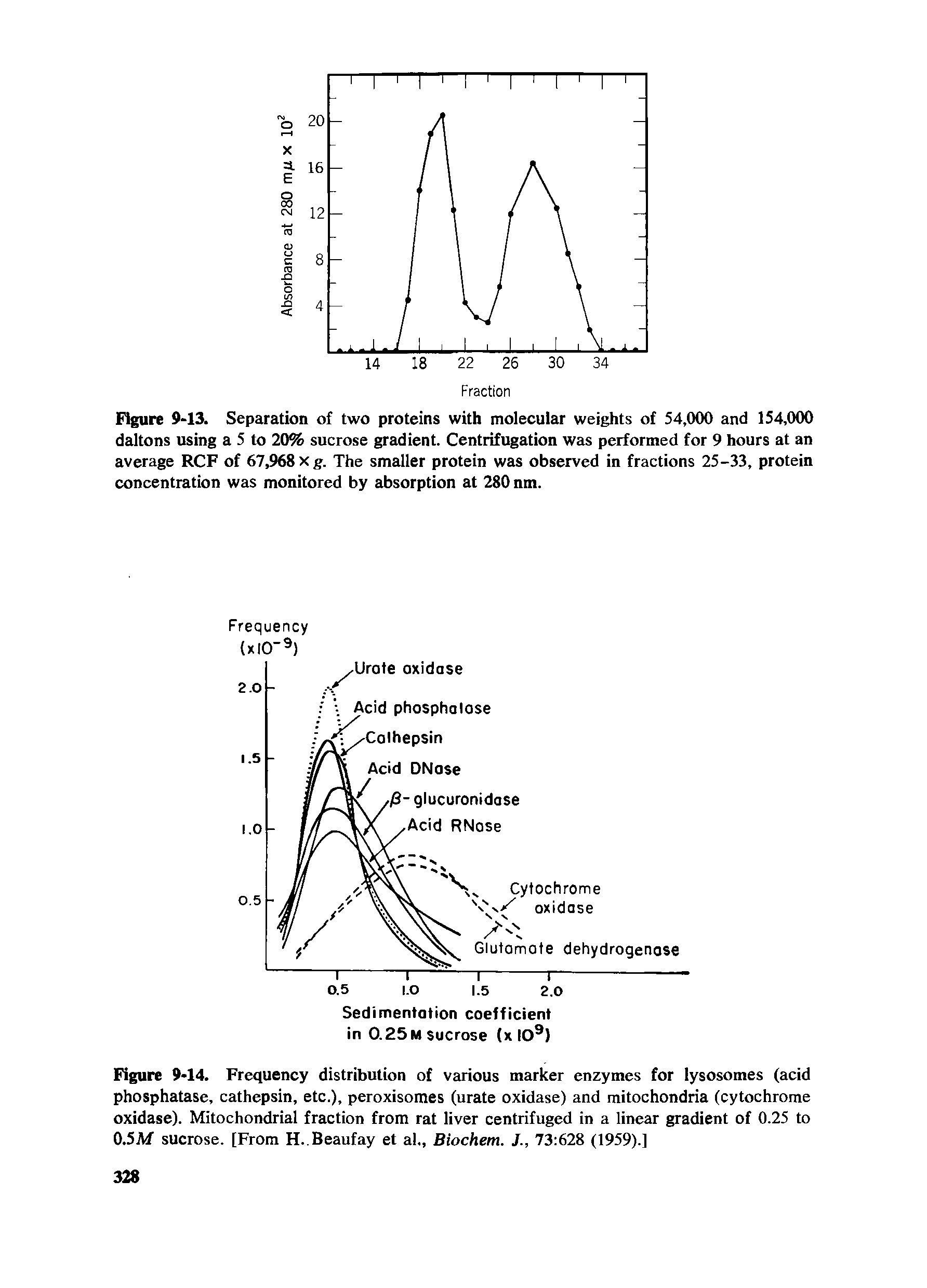 Figure 9-14. Frequency distribution of various marker enzymes for lysosomes (acid phosphatase, cathepsin, etc.), peroxisomes (urate oxidase) and mitochondria (cytochrome oxidase). Mitochondrial fraction from rat liver centrifuged in a linear gradient of 0.25 to 0.5M sucrose. [From H. Beaufay et al., Biochem. /., 73 628 (1959).]...