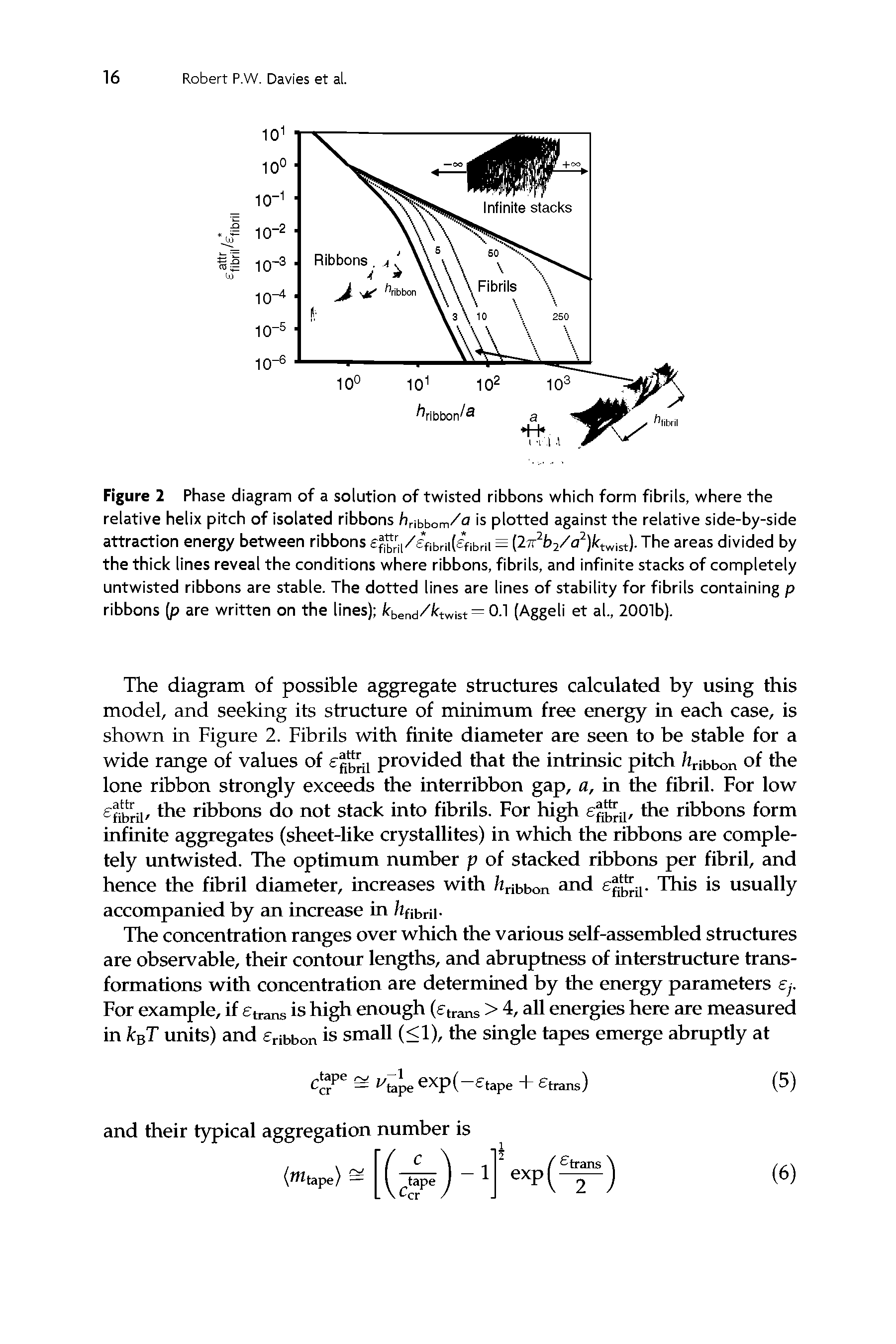 Figure 2 Phase diagram of a solution of twisted ribbons which form fibrils, where the relative helix pitch of isolated ribbons hribbom/a is plotted against the relative side-by-side attraction energy between ribbons "ri/ fibnitTibrii = (27r2b2/a2 ktwist. The areas divided by the thick lines reveal the conditions where ribbons, fibrils, and infinite stacks of completely untwisted ribbons are stable. The dotted lines are lines of stability for fibrils containing p ribbons (p are written on the lines) kbend/ktwist = 0.1 (Aggeli et al., 2001b).