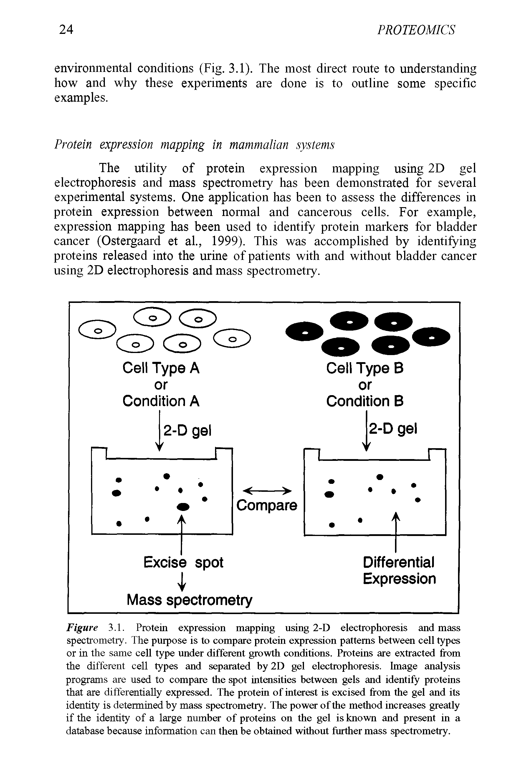 Figure 3.1. Protein expression mapping using 2-D electrophoresis and mass spectrometry. The purpose is to compare protein expression patterns between cell types or in the same cell type under different growth conditions. Proteins are extracted from the different cell types and separated by 2D gel electrophoresis. Image analysis programs are used to compare the spot intensities between gels and identify proteins that are differentially expressed. The protein of interest is excised from the gel and its identity is determined by mass spectrometry. The power of the method increases greatly if the identity of a large number of proteins on the gel is known and present in a database because information can then be obtained without further mass spectrometry.