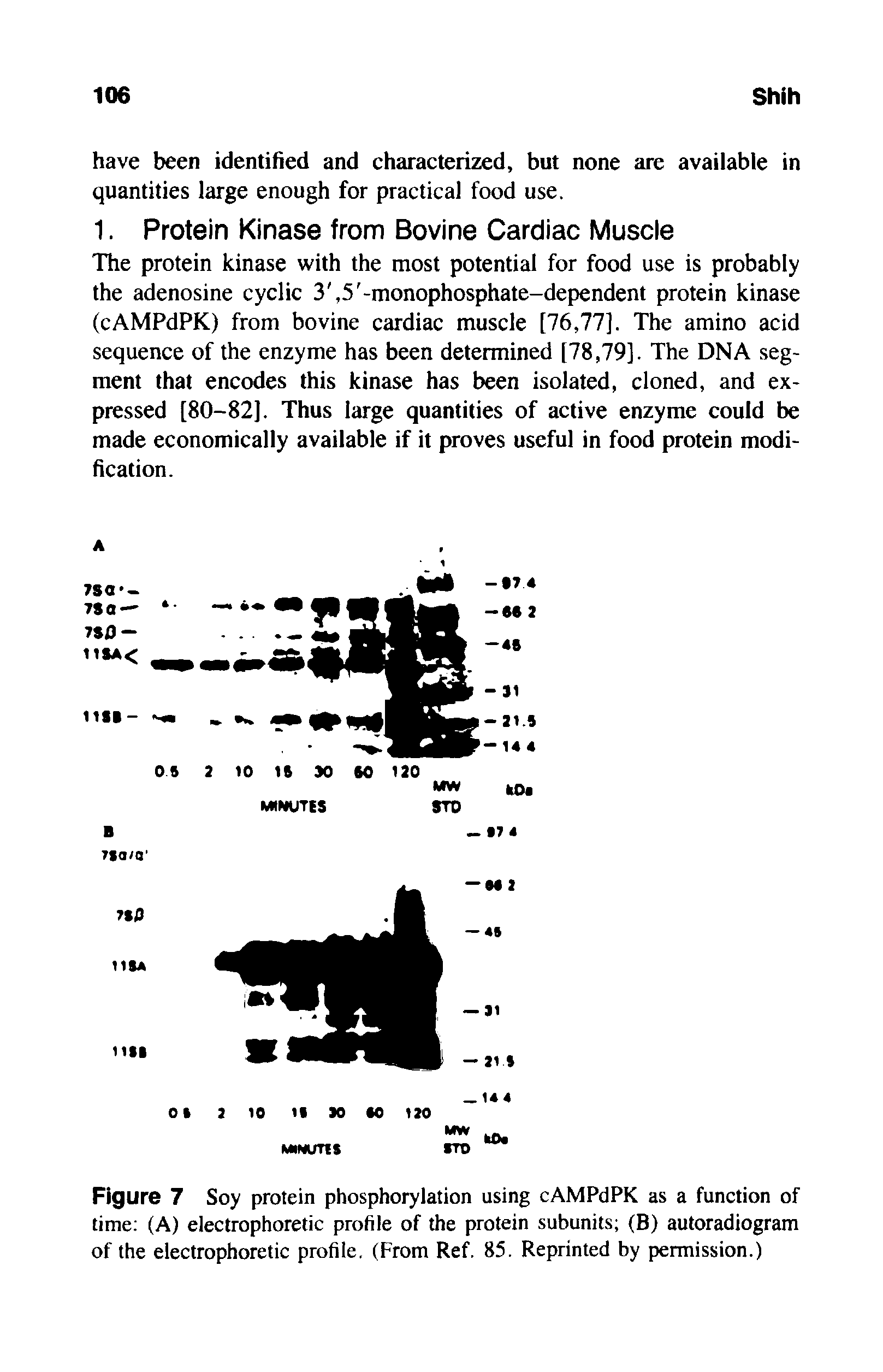 Figure 7 Soy protein phosphorylation using cAMPdPK as a function of time (A) electrophoretic profile of the protein subunits (B) autoradiogram of the electrophoretic profile. (From Ref. 85. Reprinted by permission.)...