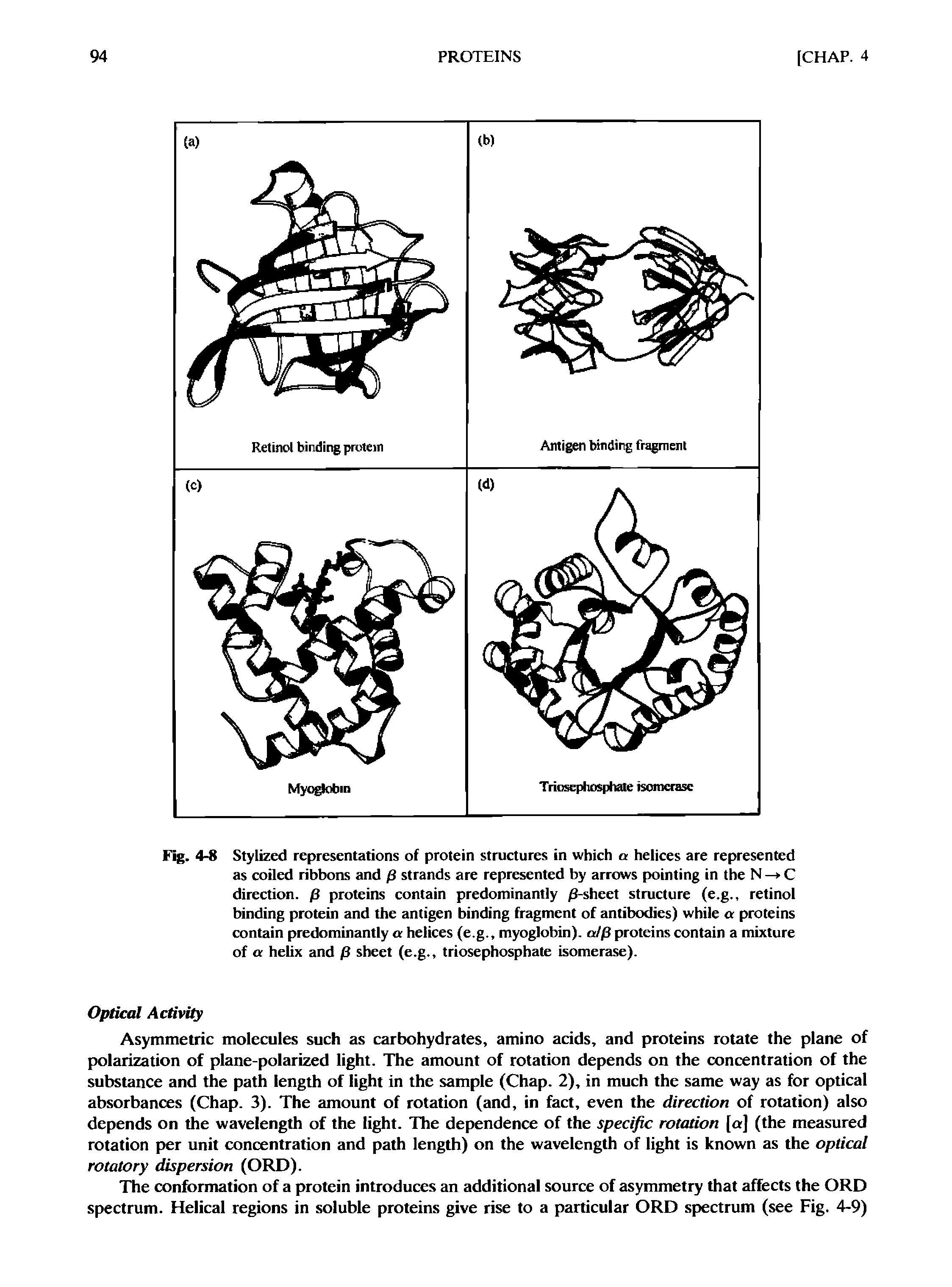 Fig. 4-8 Stylized representations of protein structures in which a helices are represented as coiled ribbons and p strands are represented by arrows pointing in the N — C direction, p proteins contain predominantly /3-sheet structure (e.g., retinol binding protein and the antigen binding fragment of antibodies) while a proteins contain predominantly a helices (e.g., myoglobin), alp proteins contain a mixture of a helix and p sheet (e.g., triosephosphate isomerase).