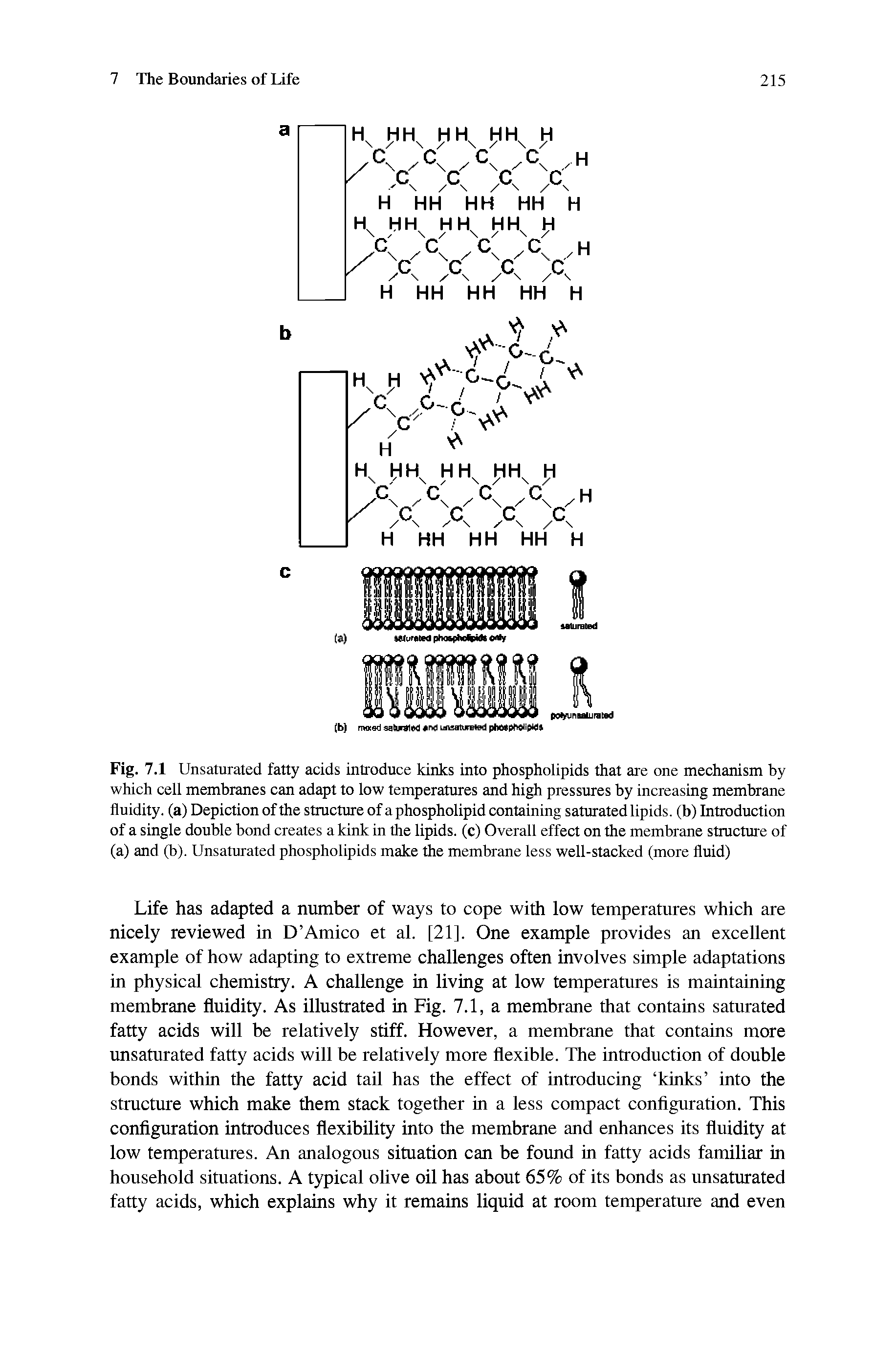 Fig. 7.1 Unsaturated fatty acids introduce kinks into phospholipids that are one mechanism by which cell membranes can adapt to low temperatures and high pressures by increasing membrane fluidity, (a) Depiction of the structure of a phospholipid containing saturated lipids, (b) Introduction of a single double bond creates a kink in the lipids, (c) Overall effect on the membrane structure of (a) and (b). Unsaturated phospholipids make the membrane less well-stacked (more fluid)...