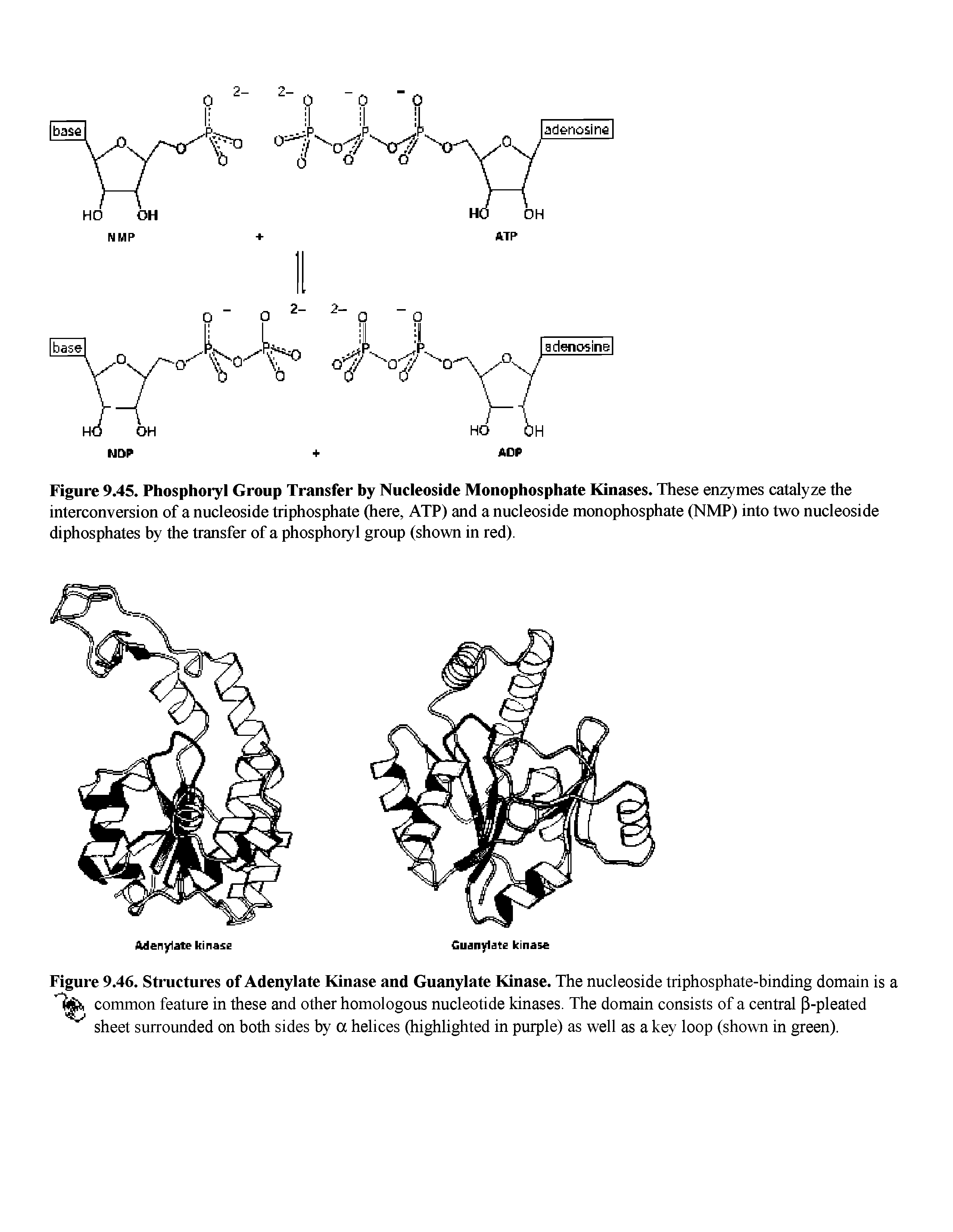 Figure 9.45. Phosphoryl Group Transfer by Nucleoside Monophosphate Kinases. These enzymes catalyze the interconversion of a nucleoside triphosphate (here, ATP) and a nucleoside monophosphate (NMP) into two nucleoside diphosphates by the transfer of a phosphoryl group (shown in red).