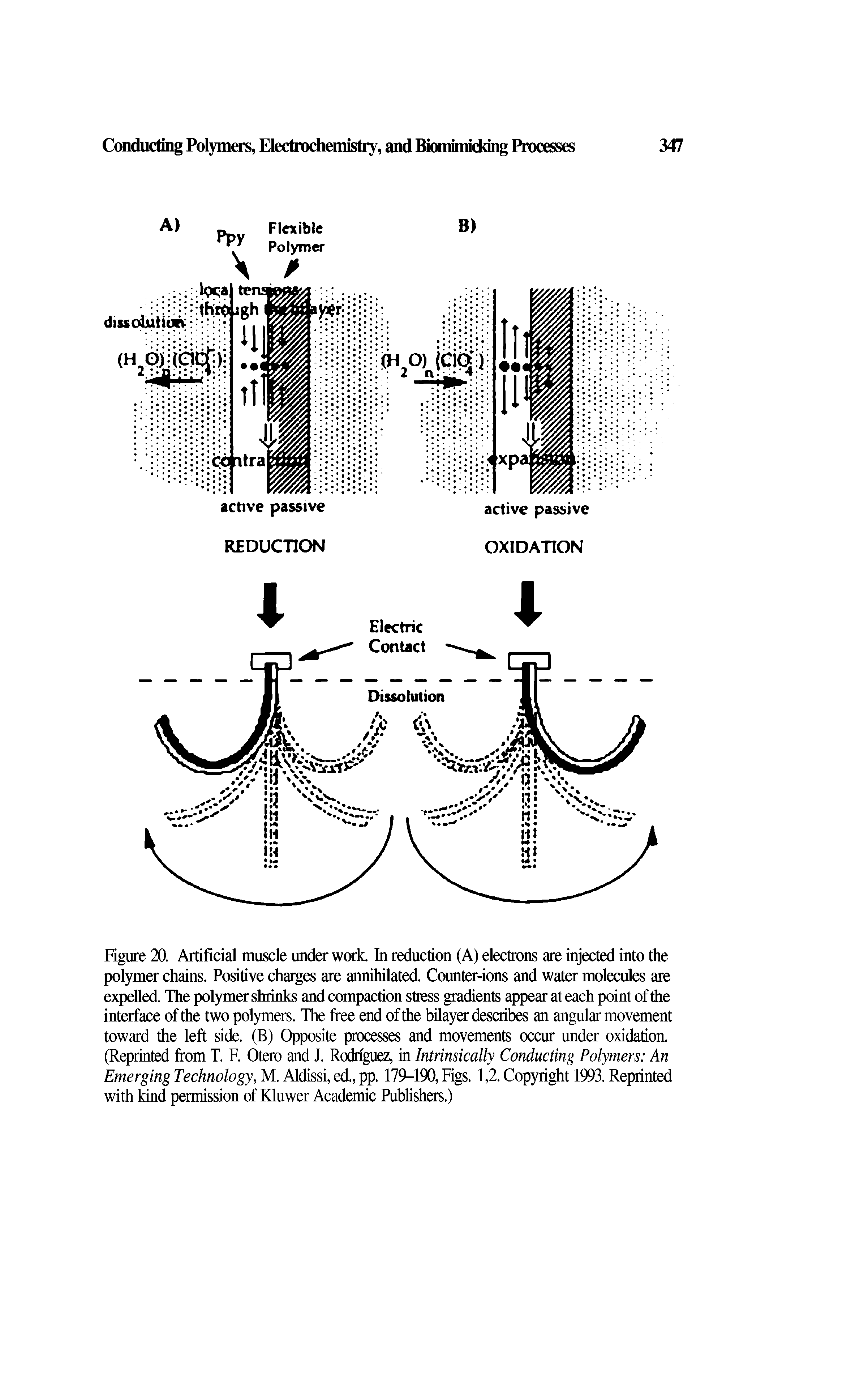 Figure 20. Artificial muscle under work. In reduction (A) electrons are injected into the polymer chains. Positive charges are annihilated. Counter-ions and water molecules are expelled. The polymer shrinks and compaction stress gradients appear at each point of the interface of the two polymers. The free end of the bilayer describes an angular movement toward the left side. (B) Opposite processes and movements occur under oxidation. (Reprinted from T. F. Otero and J. Rodriguez, in Intrinsically Conducting Polymers An Emerging Technology, M. Aldissi, ed., pp. 179-190, Figs. 1,2. Copyright 1993. Reprinted with kind permission of Kluwer Academic Publishers.)...