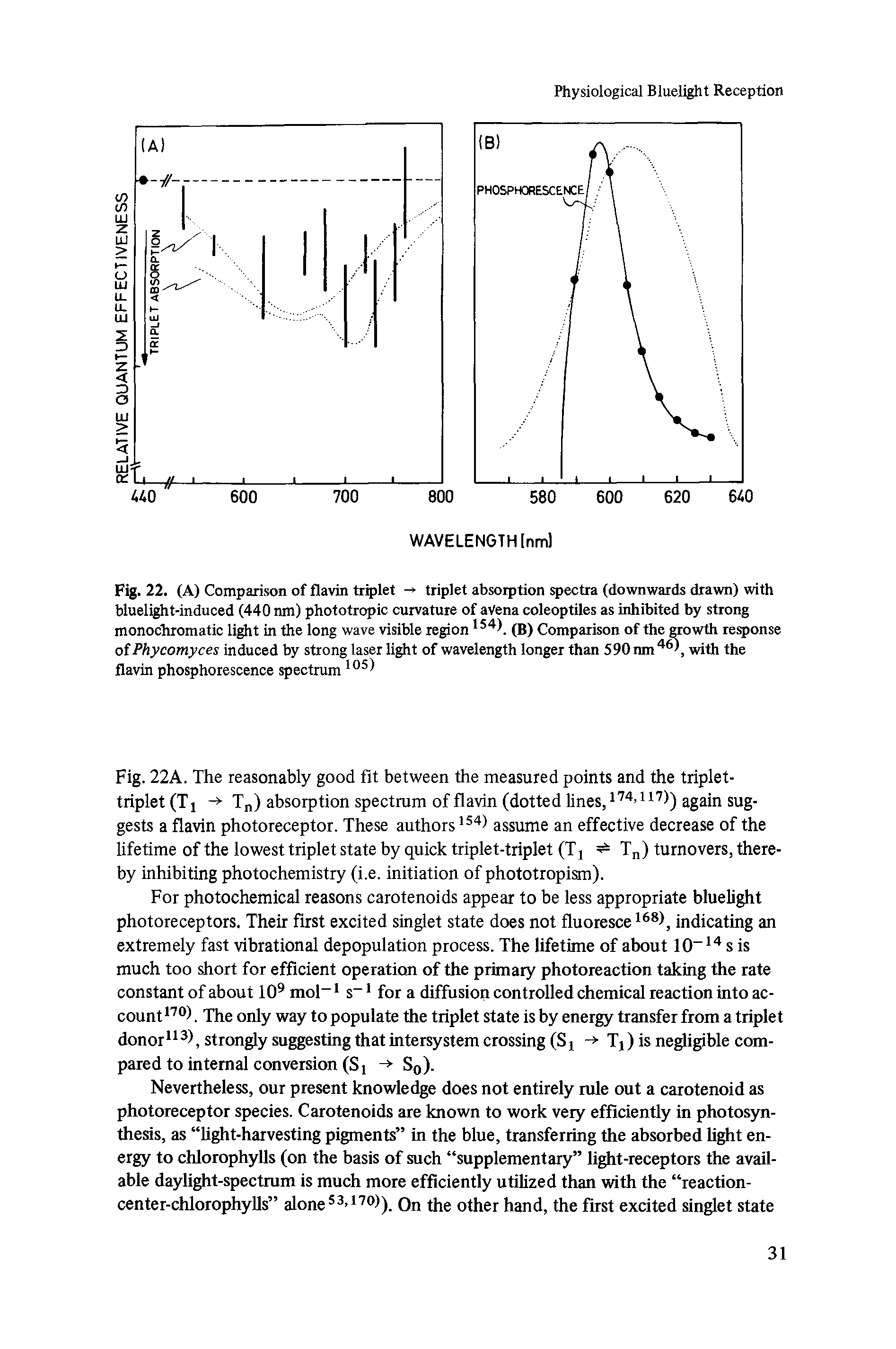 Fig. 22k. The reasonably good fit between the measured points and the triplet-triplet (T i -> Tn) absorption spectrum of flavin (dotted lines, 174>117)) again suggests a flavin photoreceptor. These authorsIS4) assume an effective decrease of the lifetime of the lowest triplet state by quick triplet-triplet (Tj Tn) turnovers, thereby inhibiting photochemistry (i.e. initiation of phototropism).