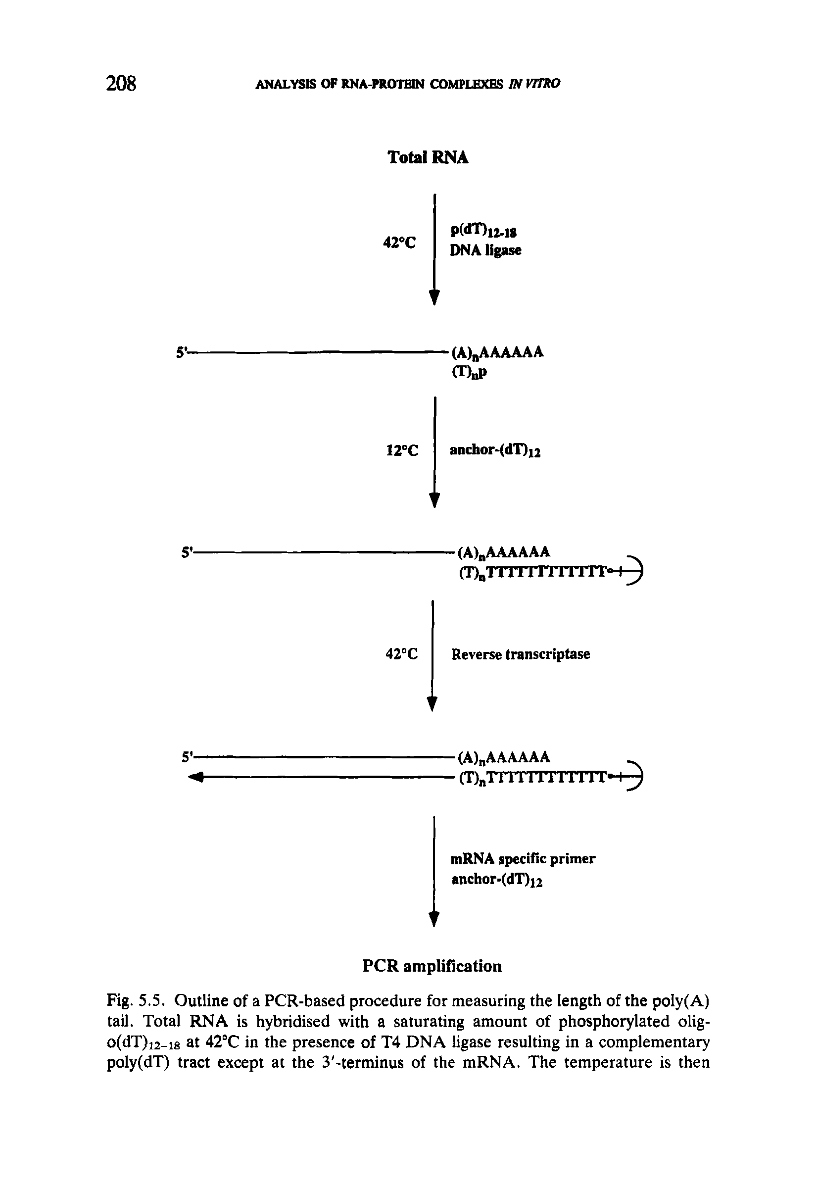 Fig. 5.5. Outline of a PCR-based procedure for measuring the length of the poIy(A) tail. Total RNA is hybridised with a saturating amount of phosphorylated olig-o(dT)i2-is at 42°C in the presence of T4 DNA ligase resulting in a complementary poly(dT) tract except at the 3 -terminus of the mRNA. The temperature is then...
