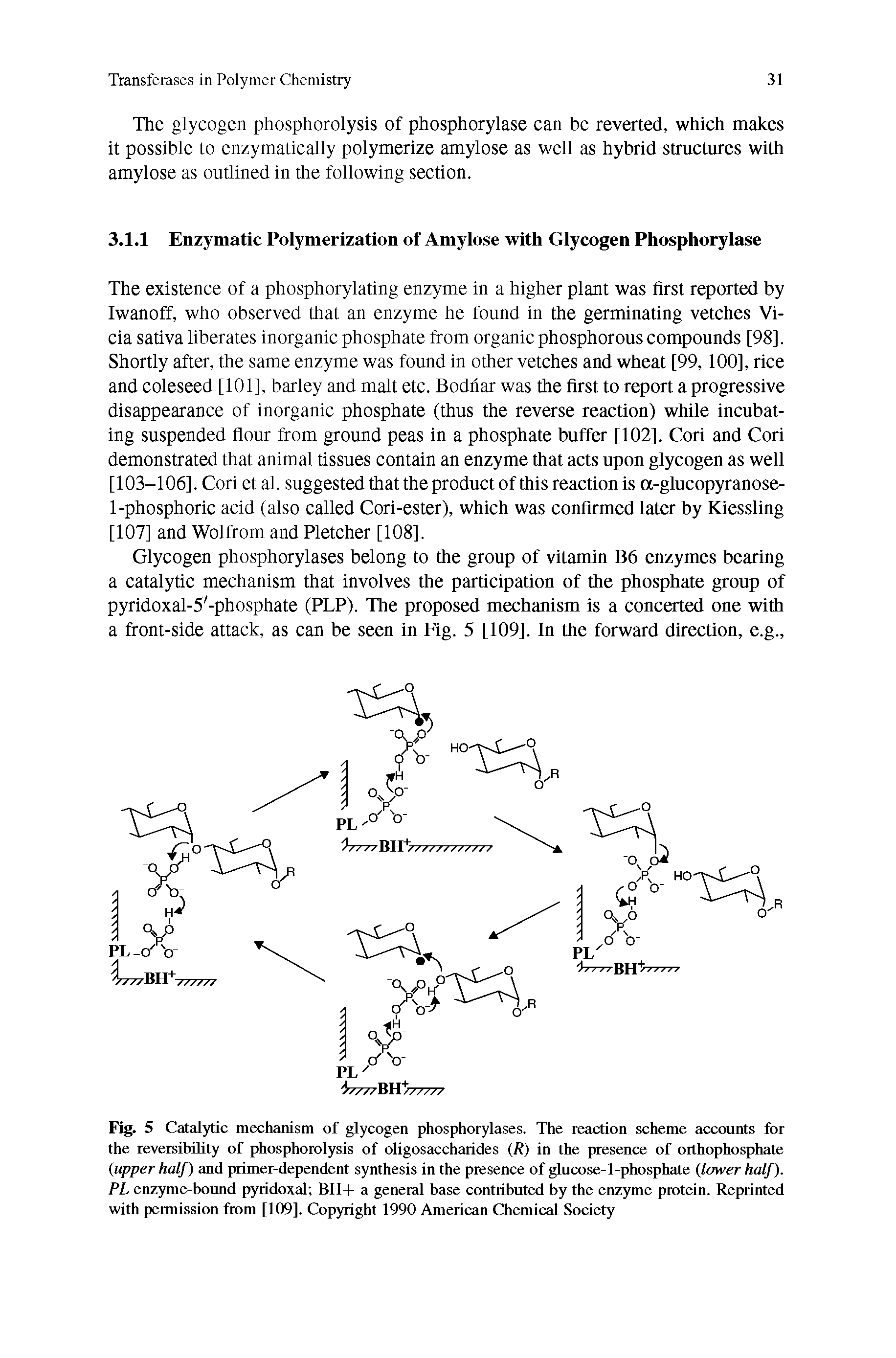 Fig. 5 Catalytic mechanism of glycogen phosphorylases. The reaction scheme accounts for the reversibility of phosphorolysis of oligosaccharides (R) in the presence of orthophosphate (upper half) and primer-dependent synthesis in the presence of glucose-l-phosphate (lower half). PL enzyme-bound pyridoxal BH-f a general base contributed by the enzyme protein. Reprinted with permission from [109]. Copyright 1990 American Chemical Society...