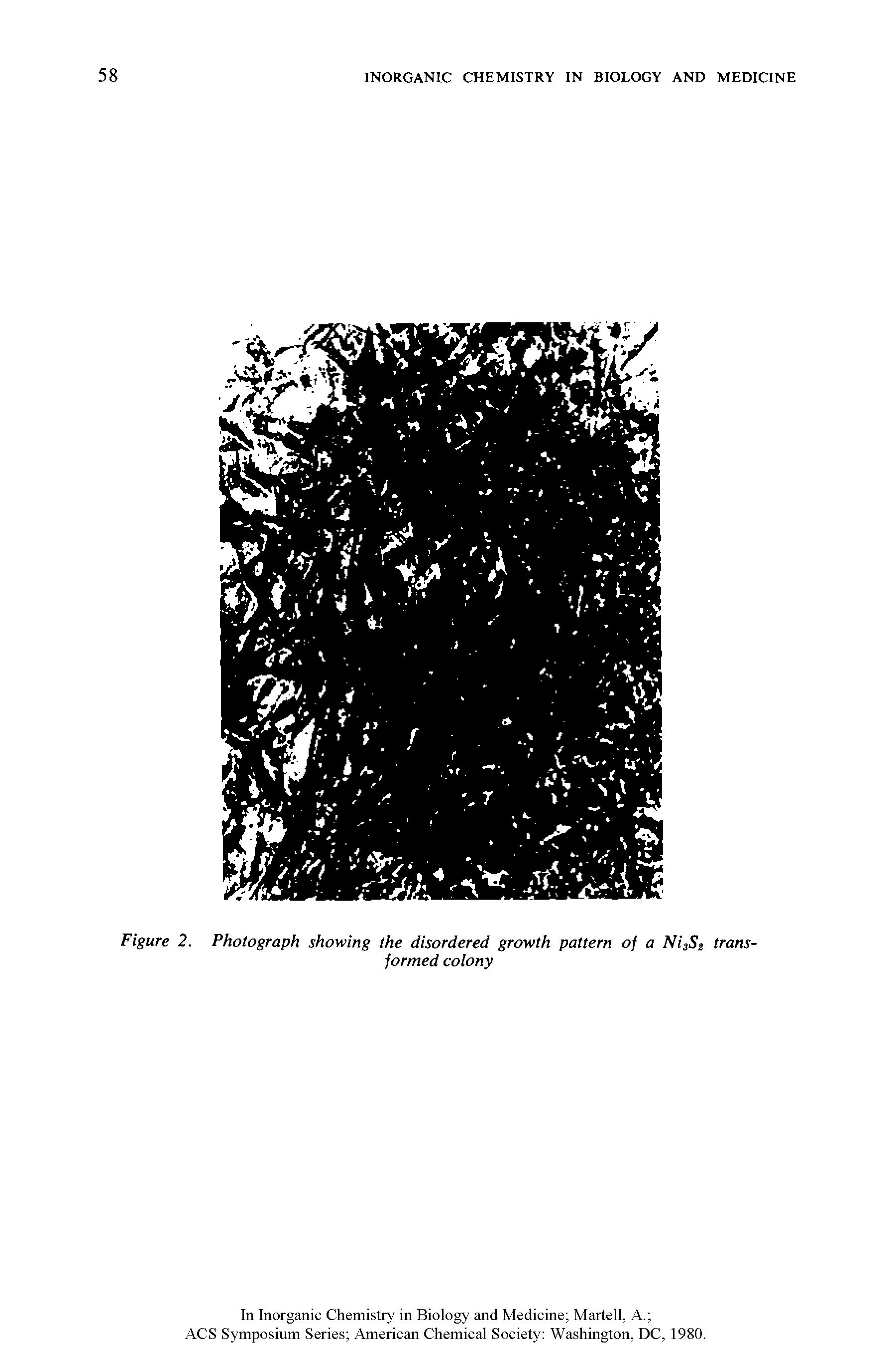 Figure 2. Photograph showing the disordered growth pattern of a Ni St transformed colony...