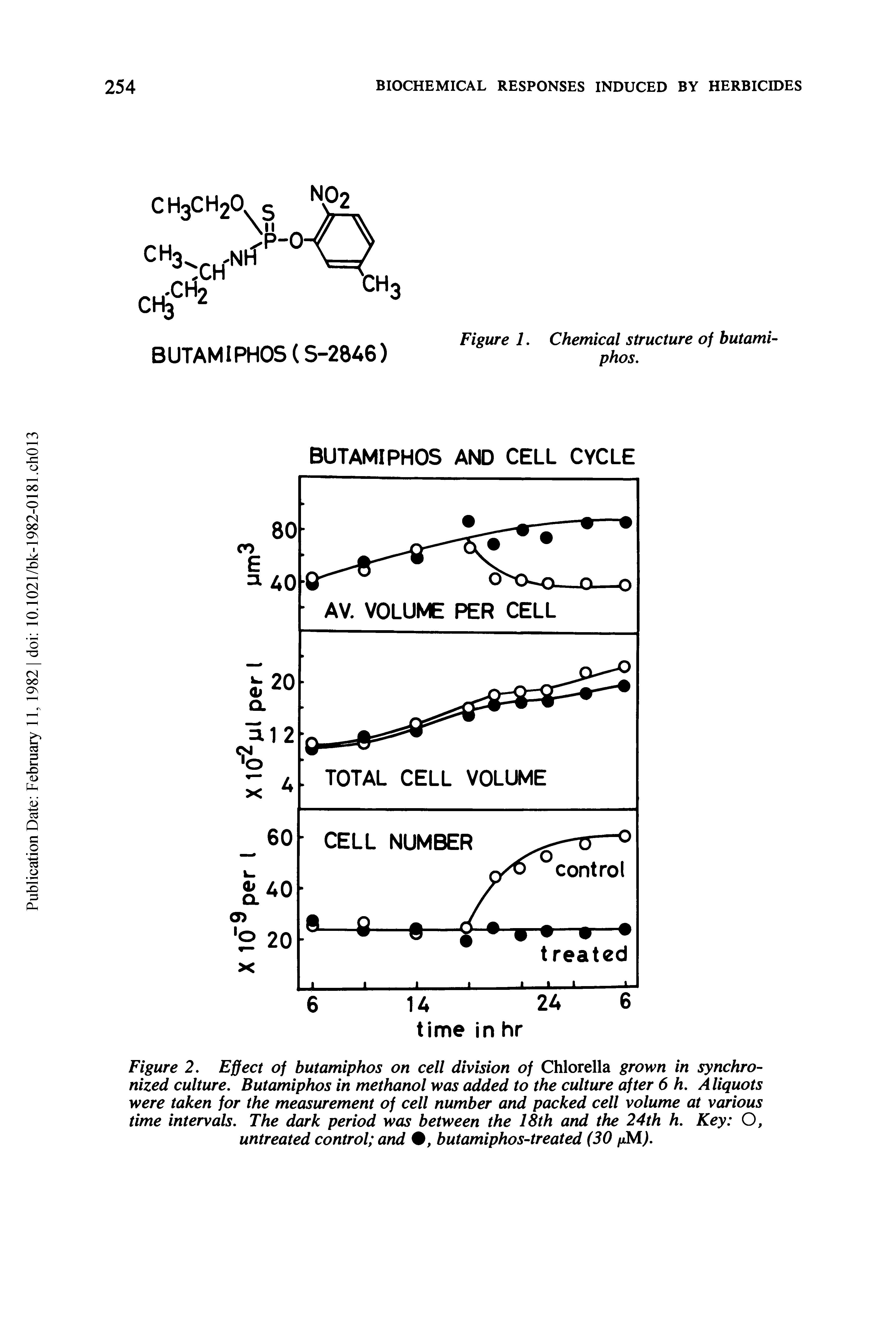 Figure 2. Effect of butamiphos on cell division of Chlorella grown in synchronized culture. Butamiphos in methanol was added to the culture after 6 h. Aliquots were taken for the measurement of cell number and packed cell volume at various time intervals. The dark period was between the 18th and the 24th h. Key O, untreated control and butamiphos-treated (30 /jM).