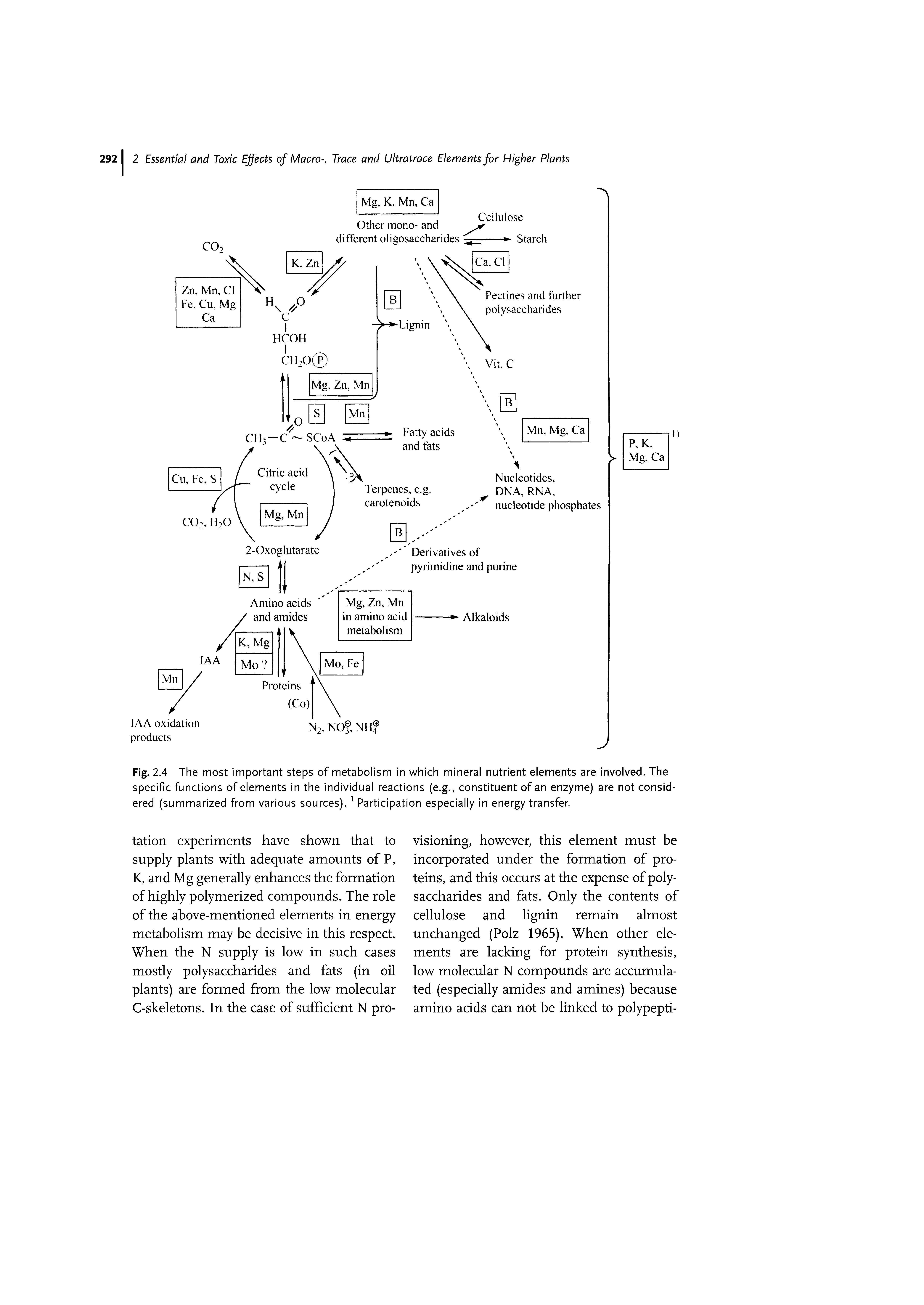 Fig. 2.4 The most important steps of metabolism in which mineral nutrient elements are involved. The specific functions of elements in the individual reactions (e.g., constituent of an enzyme) are not considered (summarized from various sources). Participation especially in energy transfer.