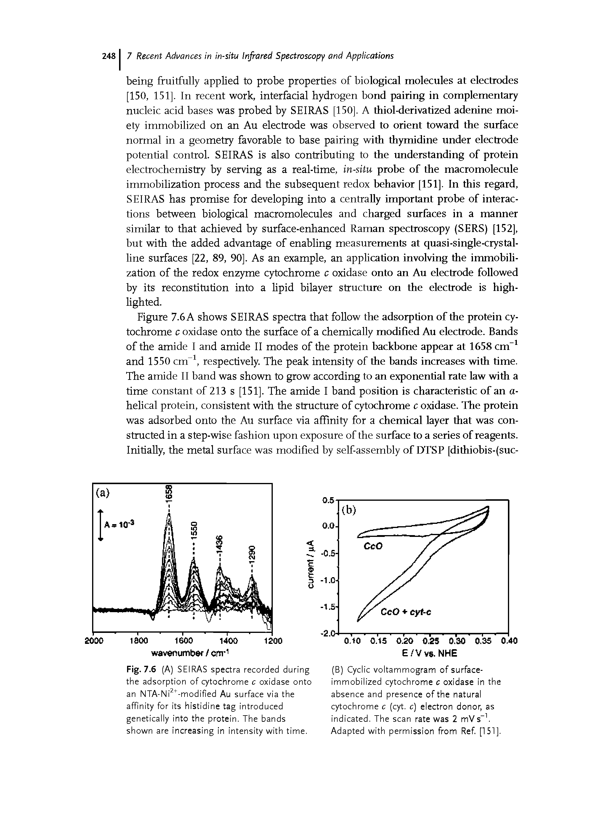 Figure 7.6 A shows SEIRAS spectra that foUow the adsorption of the protein cytochrome c oxidase onto the surface of a chemically modified Au electrode. Bands of the amide I and amide II modes of the protein backbone appear at 1658 cm" and 1550 cm", respectively. The peak intensity of the bands increases with time. The amide II band was shown to grow according to an exponential rate law with a time constant of 213 s [151]. The amide I band position is characteristic of an a-helical protein, consistent with the structure of cytochrome c oxidase. The protein was adsorbed onto the Au surface via affinity for a chemical layer that was constructed in a step-wise fashion upon exposure of the surface to a series of reagents. Initially, the metal surface was modified by self-assembly of DTSP [difhiobis-(suc-...