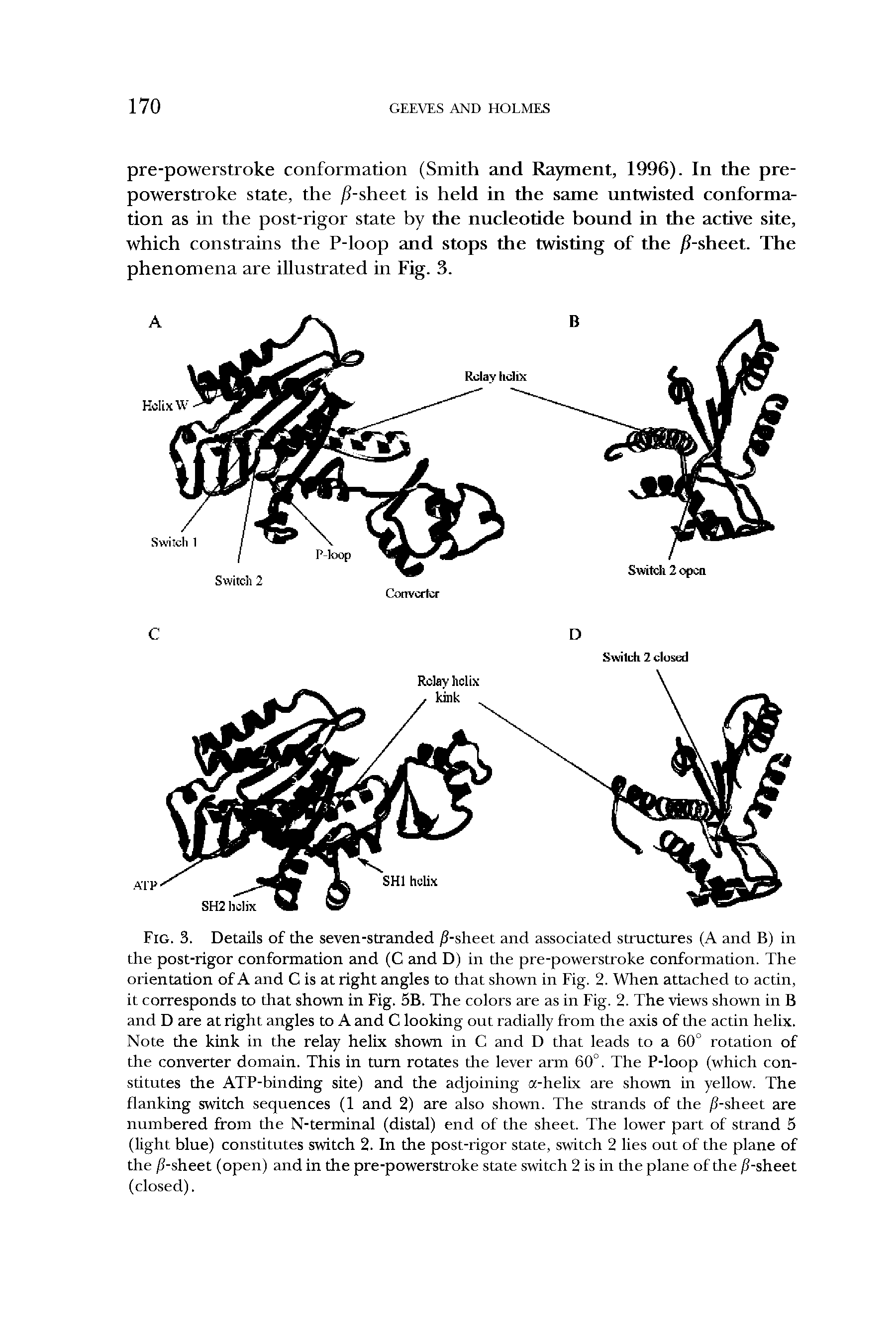 Fig. 3. Details of the seven-stranded /1-sheet and associated structures (A and B) in the post-rigor conformation and (C and D) in the pre-powerstroke conformation. The orientation of A and C is at right angles to that shown in Fig. 2. When attached to actin, it corresponds to that shown in Fig. 5B. The colors are as in Fig. 2. The views shown in B and D are at right angles to A and C looking out radially from the axis of the actin helix. Note the kink in the relay helix shown in C and D that leads to a 60° rotation of the converter domain. This in turn rotates the lever arm 60°. The P-loop (which constitutes the ATP-binding site) and the adjoining a-helix are shown in yellow. The flanking switch sequences (1 and 2) are also shown. The strands of the /1-sheet are numbered from the N-terminal (distal) end of the sheet. The lower part of strand 5 (light blue) constitutes switch 2. In the post-rigor state, switch 2 lies out of the plane of the /1-sheet (open) and in the pre-powerstroke state switch 2 is in the plane of the /1-sheet (closed).