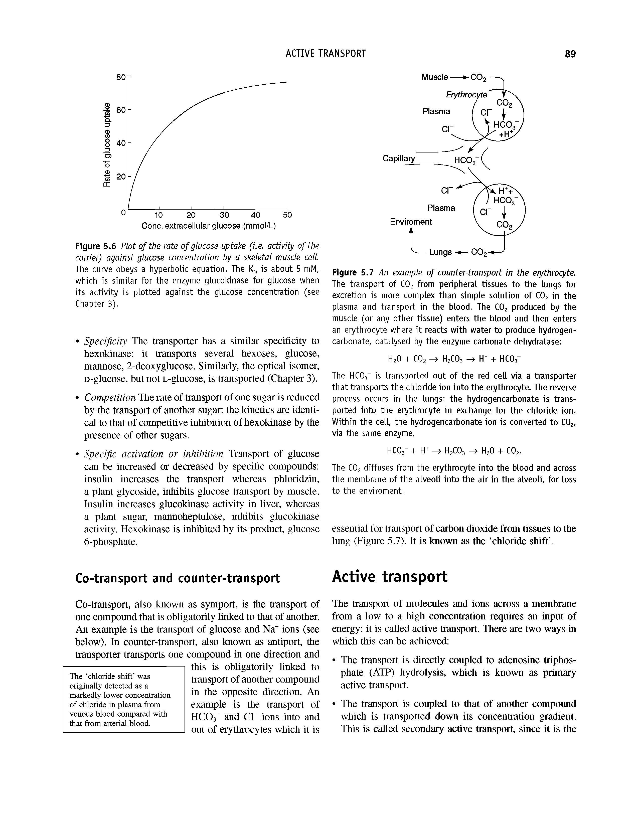 Figure 5.7 An example of counter-transport in the erythrocyte. The transport of CO from peripheral tissues to the lungs for excretion is more complex than simple solution of COj in the plasma and transport in the blood. The CO2 produced by the muscle (or any other tissue) enters the blood and then enters an erythrocyte where it reacts with water to produce hydrogen-carbonate, catalysed by the enzyme carbonate dehydratase ...