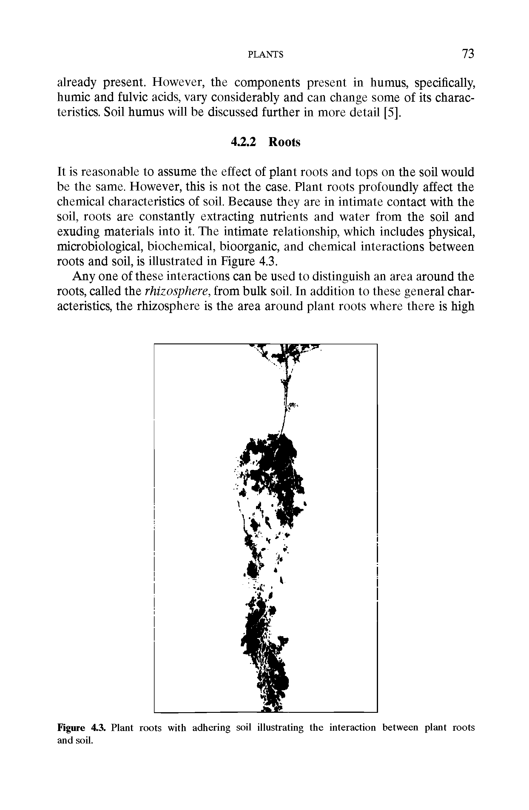 Figure 4.3. Plant roots with adhering soil illustrating the interaction between plant roots and soil.