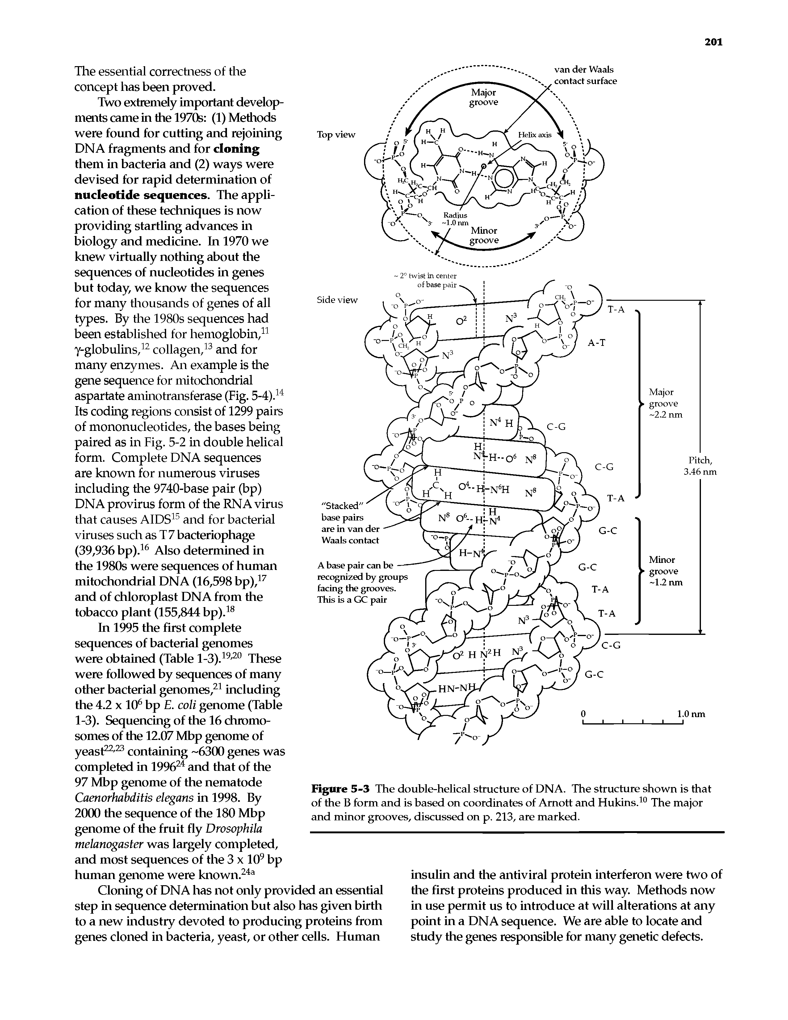 Figure 5-3 The double-helical structure of DNA. The structure shown is that of the B form and is based on coordinates of Amott and Hukins.10 The major and minor grooves, discussed on p. 213, are marked.