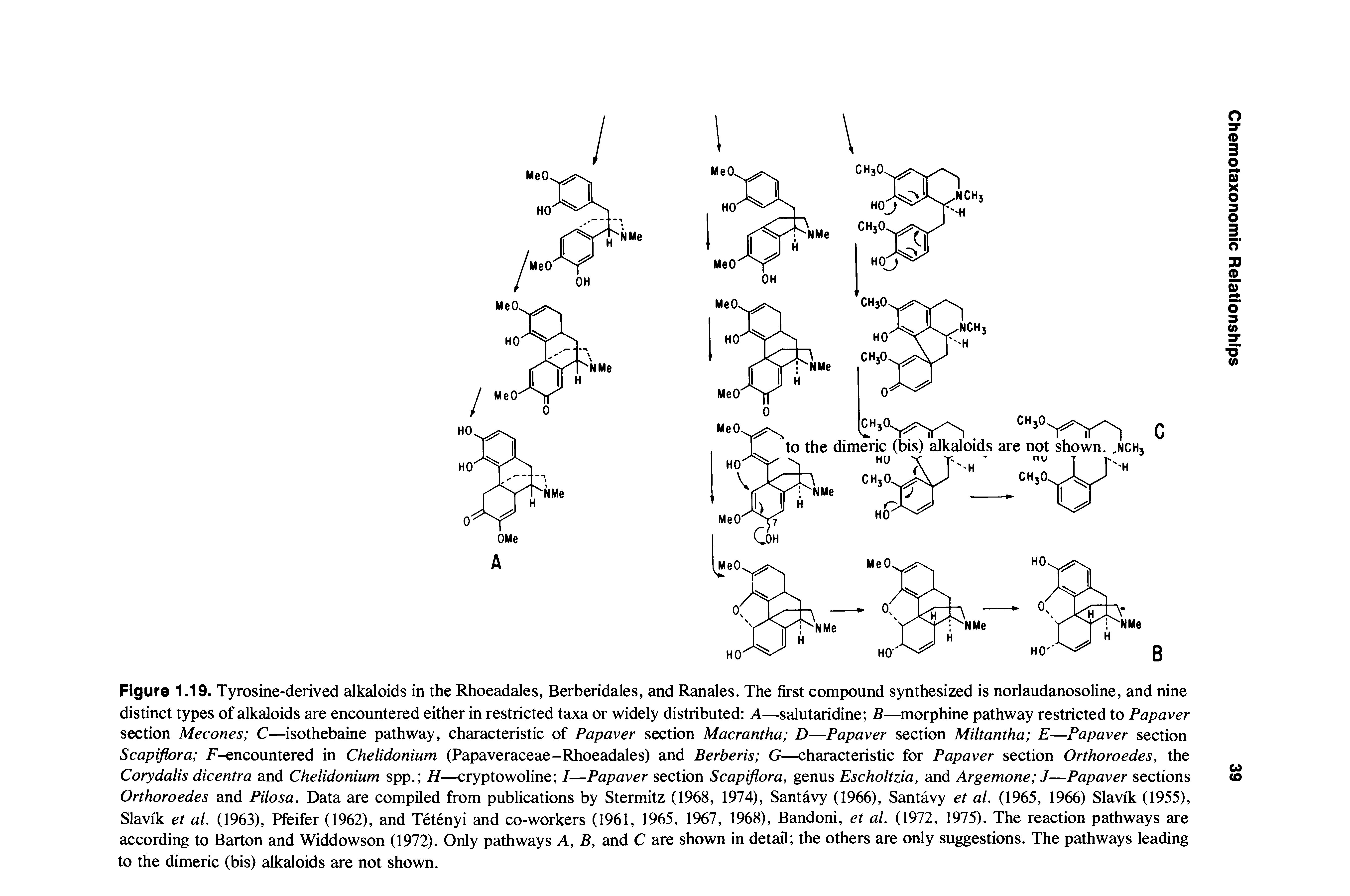 Figure 1.19. Tyrosine-derived alkaloids in the Rhoeadales, Berberidales, and Ranales. The first compound synthesized is norlaudanosoline, and nine distinct types of alkaloids are encountered either in restricted taxa or widely distributed A—salutaridine B— morphine pathway restricted to Papaver section Mecones C—isothebaine pathway, characteristic of Papaver section Macrantha D—Papaver section Miltantha E—Papaver section Scapiflora F-encountered in Chelidonium (Papaveraceae-Rhoeadales) and Berberis G—characteristic for Papaver section Orthoroedes, the Corydalis dicentra and Chelidonium spp. H—cryptowoline I—Papaver section Scapiflora, genus Escholtzia, and Argemone J—Papaver sections Orthoroedes and Pilosa, Data are compiled from publications by Stermitz (1968, 1974), Santavy (1966), Santavy et al. (1965, 1966) Slavik (1955), Slavik et al. (1963), Pfeifer (1962), and Tetenyi and co-workers (1961, 1965, 1967, 1968), Bandoni, et al. (1972, 1975). The reaction pathways are according to Barton and Widdowson (1972). Only pathways A, B, and C are shown in detail the others are only suggestions. The pathways leading to the dimeric (bis) alkaloids are not shown.