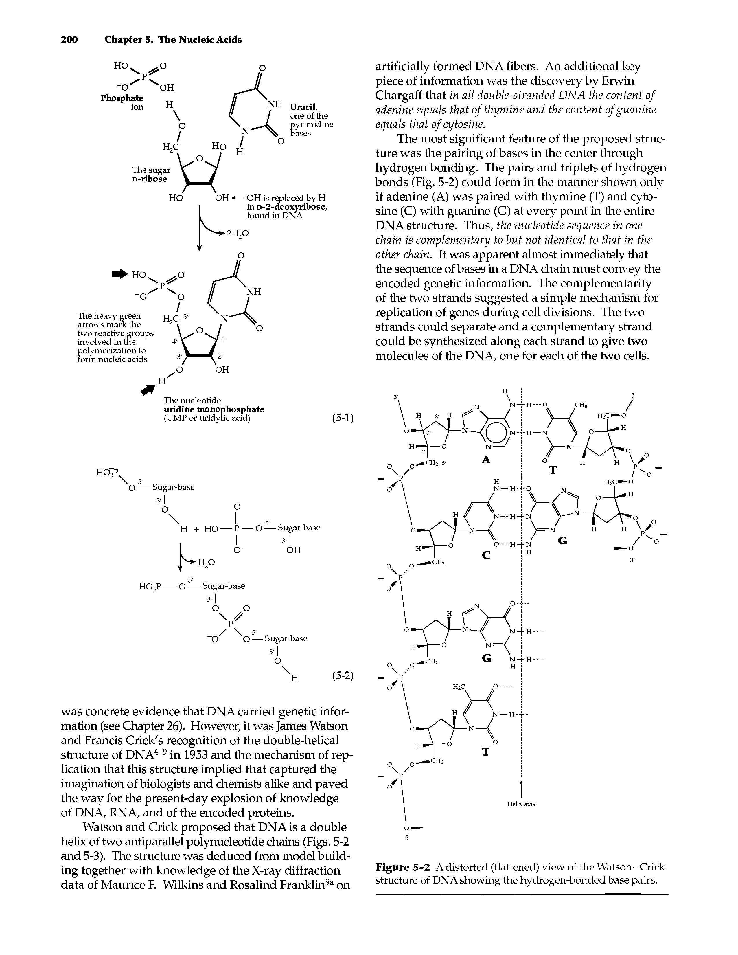 Figure 5-2 A distorted (flattened) view of the Watson-Crick structure of DNA showing the hydrogen-bonded base pairs.