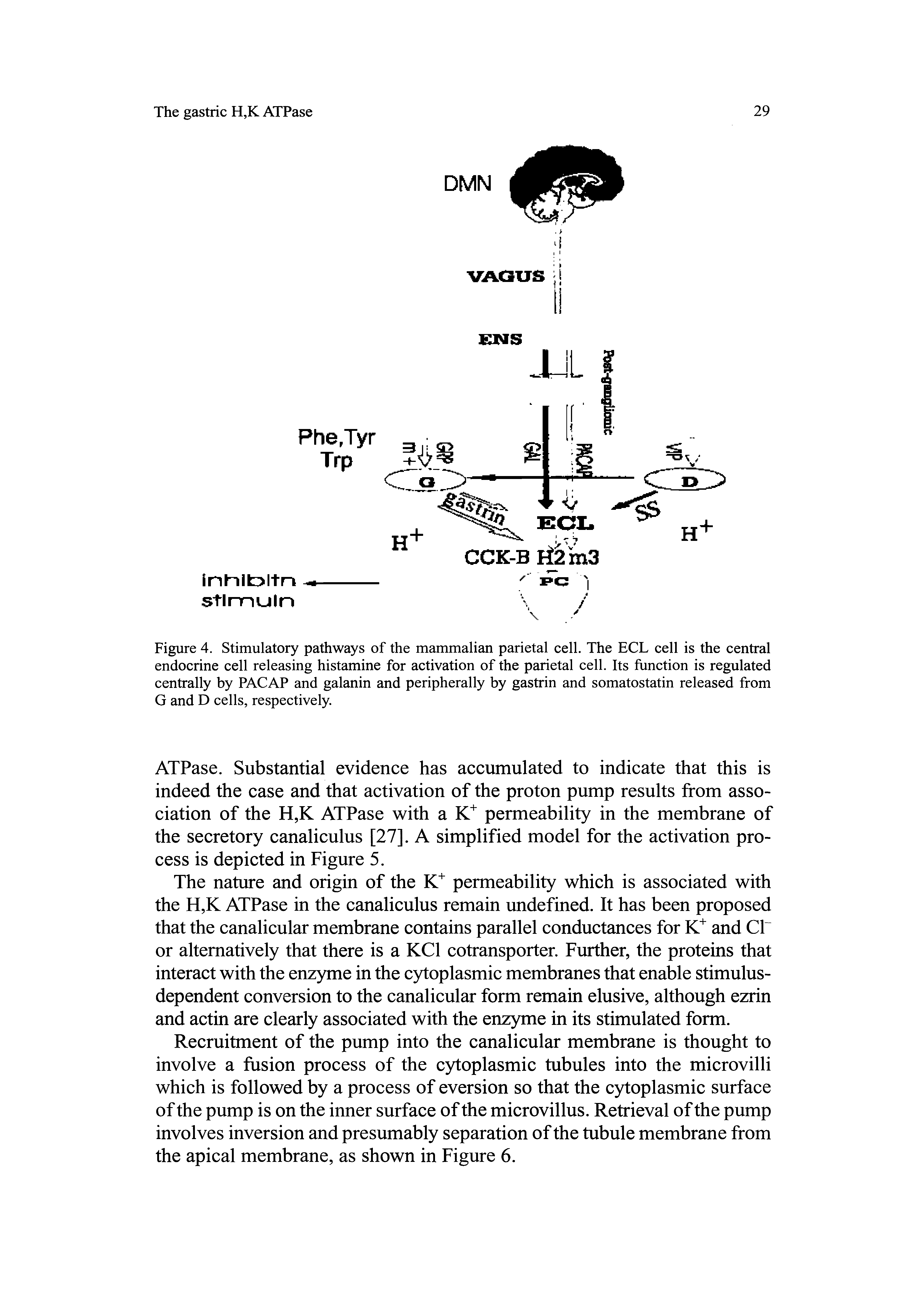 Figure 4. Stimulatory pathways of the mammalian parietal cell. The ECL cell is the central endocrine cell releasing histamine for activation of the parietal cell. Its function is regulated centrally by PACAP and galanin and peripherally by gastrin and somatostatin released from G and D cells, respectively.