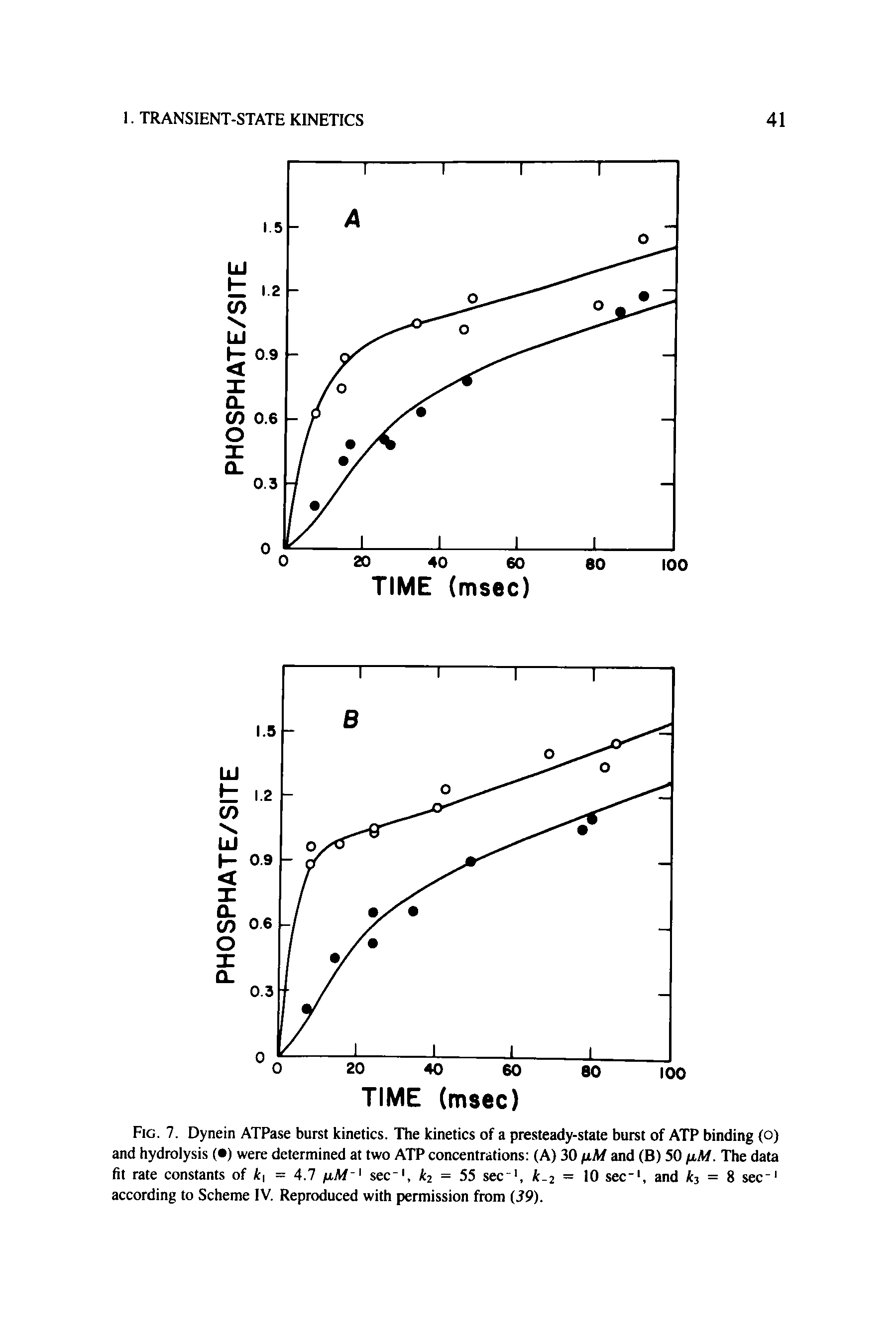 Fig. 7. Dynein ATPase burst kinetics. The kinetics of a presteady-state burst of ATP binding (o) and hydrolysis ( ) were determined at two ATP concentrations (A) 30 and (B) 50 /xAf. The data fit rate constants of k = 4.7 juAf sec", ki = 55 sec, k-2 = 10 see", and ks = 8 see" according to Scheme IV. Reproduced with permission from (J9).