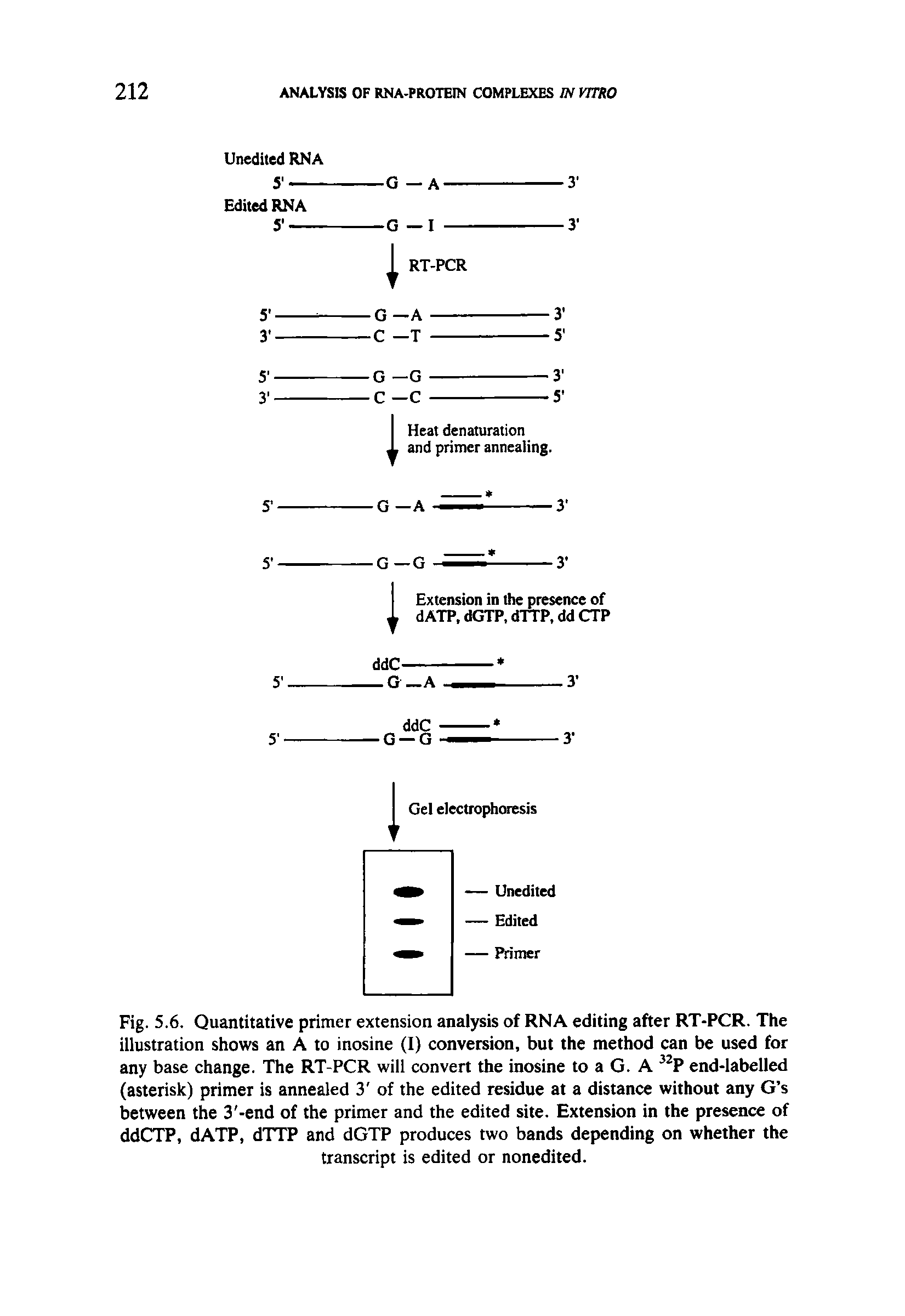 Fig. 5.6. Quantitative primer extension analysis of RNA editing after RT-PCR. The illustration shows an A to inosine (I) conversion, but the method can be used for any base change. The RT-PCR will convert the inosine to a G. A 32P end-labelled (asterisk) primer is annealed 3 of the edited residue at a distance without any G s between the 3 -end of the primer and the edited site. Extension in the presence of ddCTP, dATP, dTTP and dGTP produces two bands depending on whether the transcript is edited or nonedited.