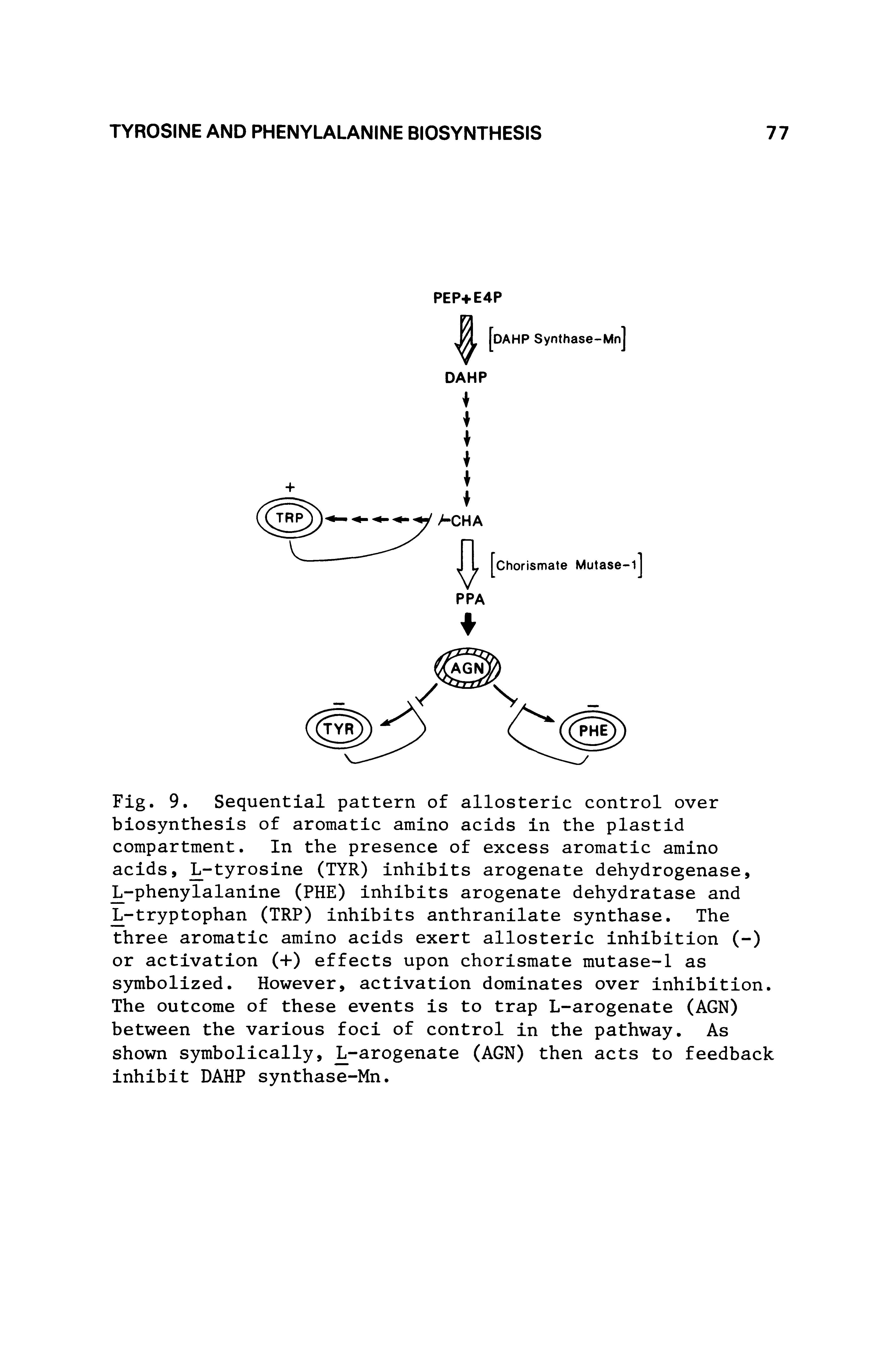 Fig. 9. Sequential pattern of allosteric control over biosynthesis of aromatic amino acids in the plastid compartment. In the presence of excess aromatic amino acids, L-tyrosine (TYR) inhibits arogenate dehydrogenase, L-phenylalanine (PHE) inhibits arogenate dehydratase and L-tryptophan (TRP) inhibits anthranilate synthase. The three aromatic amino acids exert allosteric inhibition (-) or activation (+) effects upon chorismate mutase-1 as symbolized. However, activation dominates over inhibition. The outcome of these events is to trap L-arogenate (AGN) between the various foci of control in the pathway. As shown symbolically, -arogenate (AGN) then acts to feedback inhibit DAHP synthase-Mn.