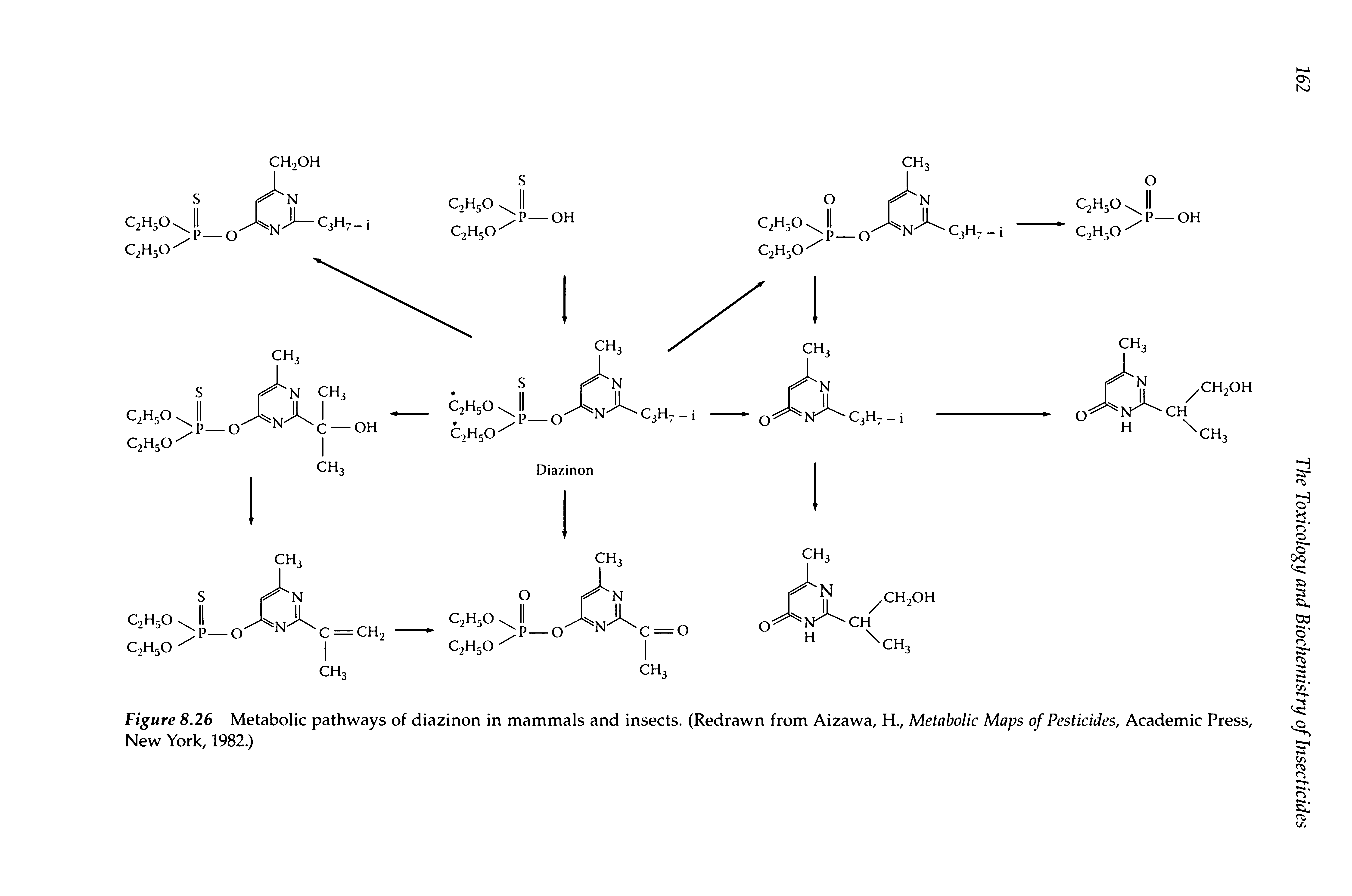Figure 8.26 Metabolic pathways of diazinon in mammals and insects. (Redrawn from Aizawa, H., Metabolic Maps of Pesticides, Academic Press, New York, 1982.)...