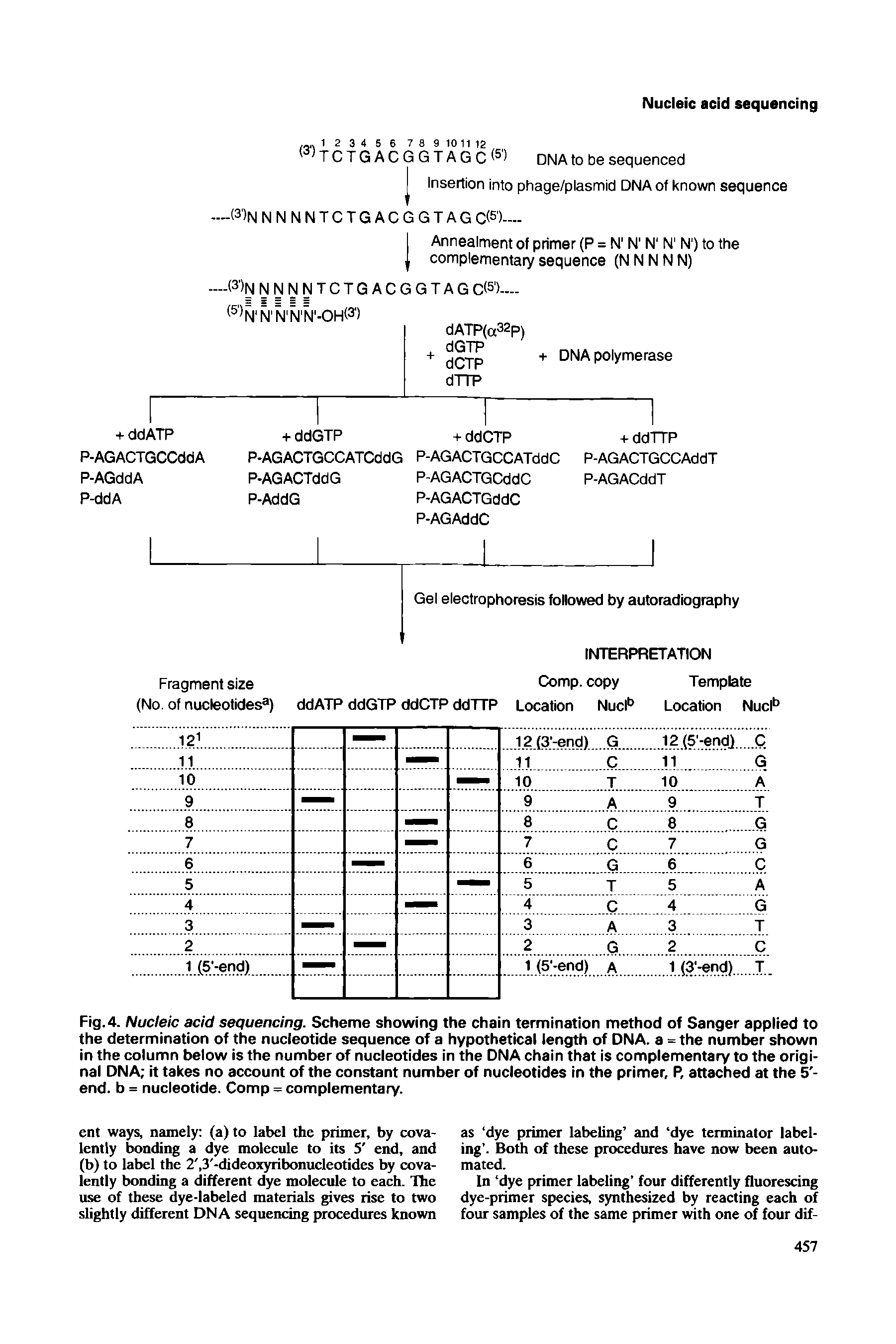 Fig. 4. Nucleic acid sequencing. Scheme showing the chain termination method of Sanger applied to the determination of the nucleotide sequence of a hypothetical length of DNA. a = the number shown in the column below is the number of nucleotides in the DNA chain that is complementary to the original DNA it takes no account of the constant number of nucleotides in the primer, P, attached at the 5 -end. b = nucleotide. Comp = complementary.