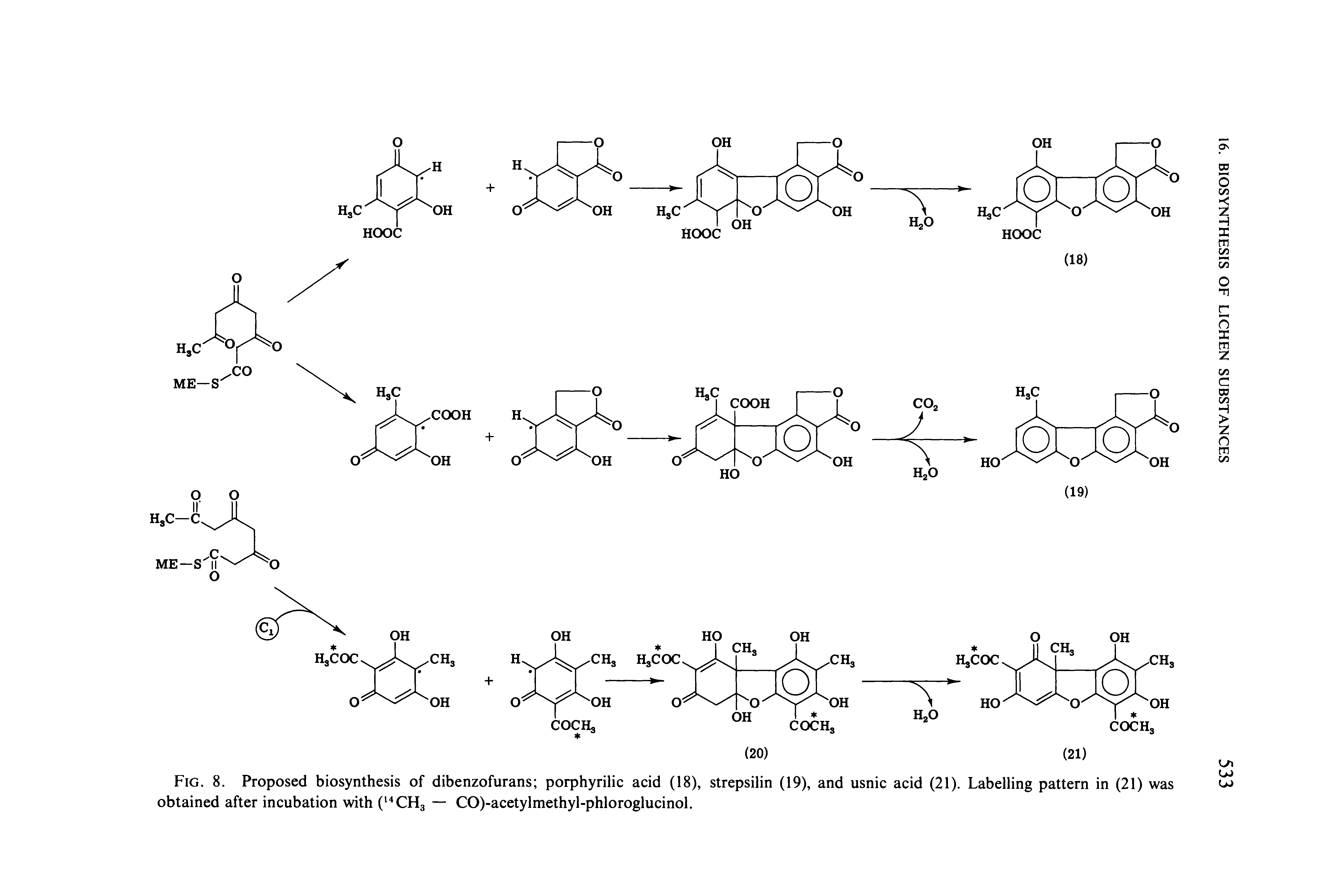 Fig. 8. Proposed biosynthesis of dibenzofurans porphyrilic acid (18), strepsilin (19), and usnic acid (21). Labelling pattern in (21) was obtained after incubation with ( CHg — CO)-acetylmethyl-phloroglucinol.