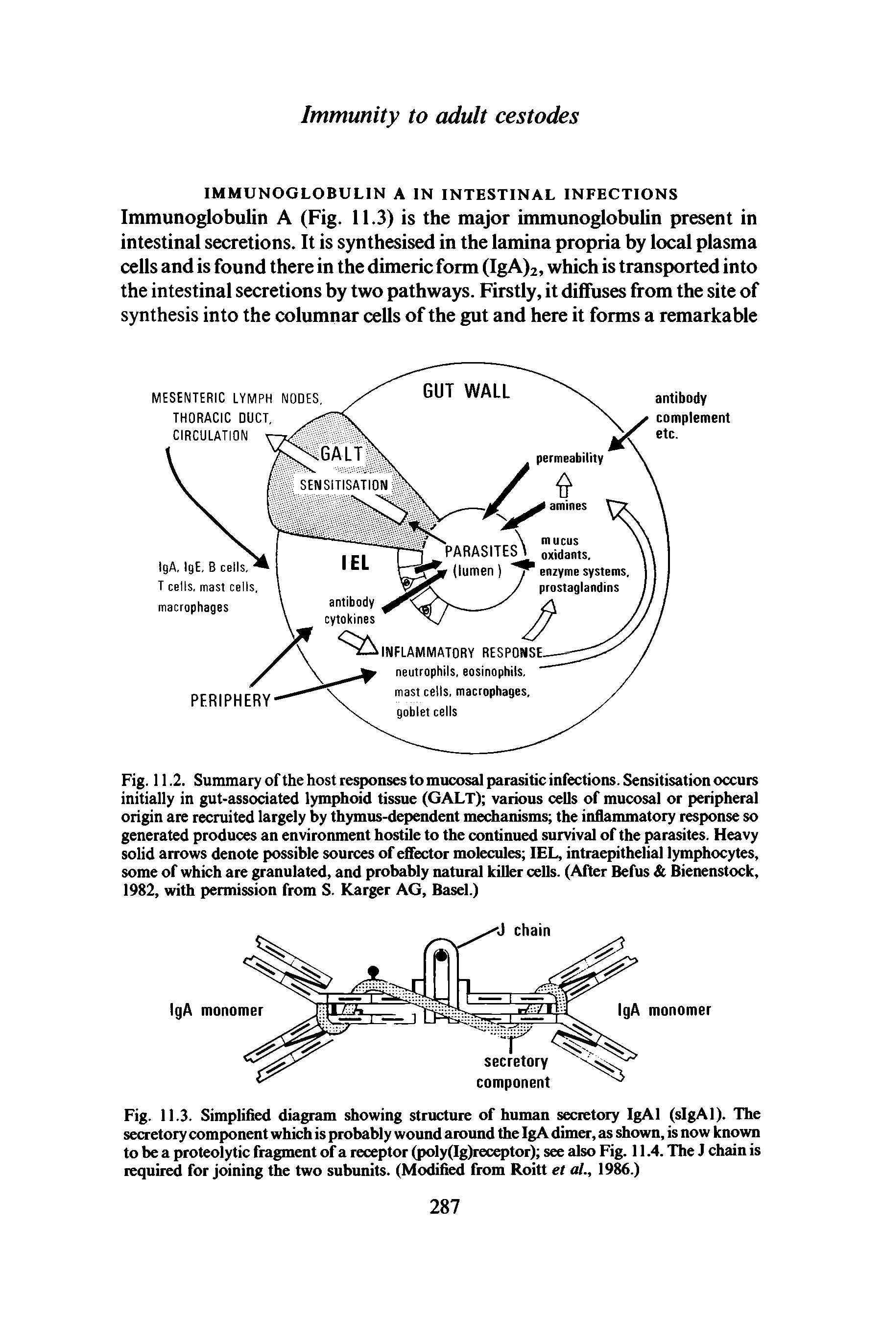 Fig. 11.2. Summary of the host responses to mucosal parasitic infections. Sensitisation occurs initially in gut-associated lymphoid tissue (GALT) various cells of mucosal or peripheral origin are recruited largely by thymus-dependent mechanisms the inflammatory response so generated produces an environment hostile to the continued survival of the parasites. Heavy solid arrows denote possible sources of effector molecules IEL, intraepithelial lymphocytes, some of which are granulated, and probably natural killer cells. (After Befus Bienenstock, 1982, with permission from S. Karger AG, Basel.)...