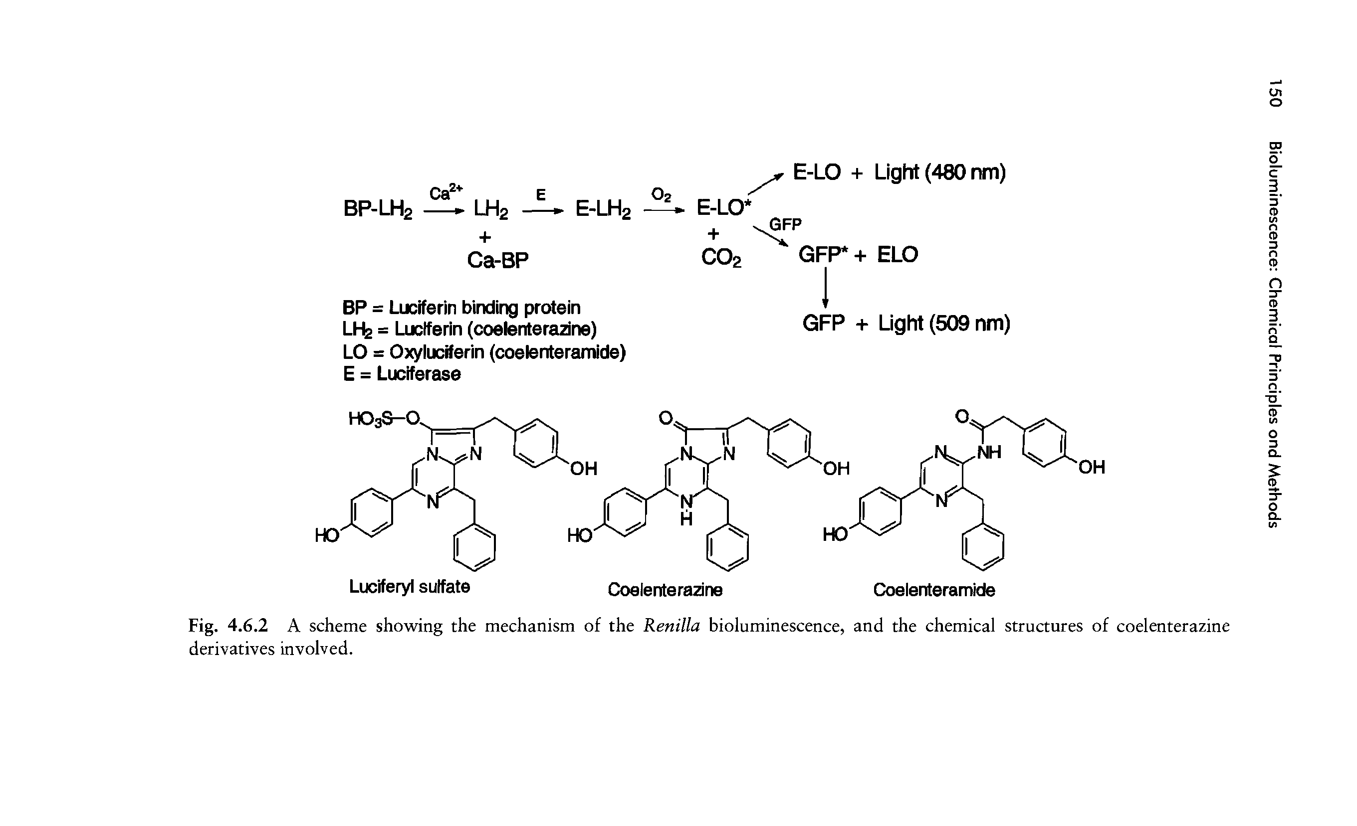 Fig. 4.6.2 A scheme showing the mechanism of the Renilla bioluminescence, and the chemical structures of coelenterazine derivatives involved.