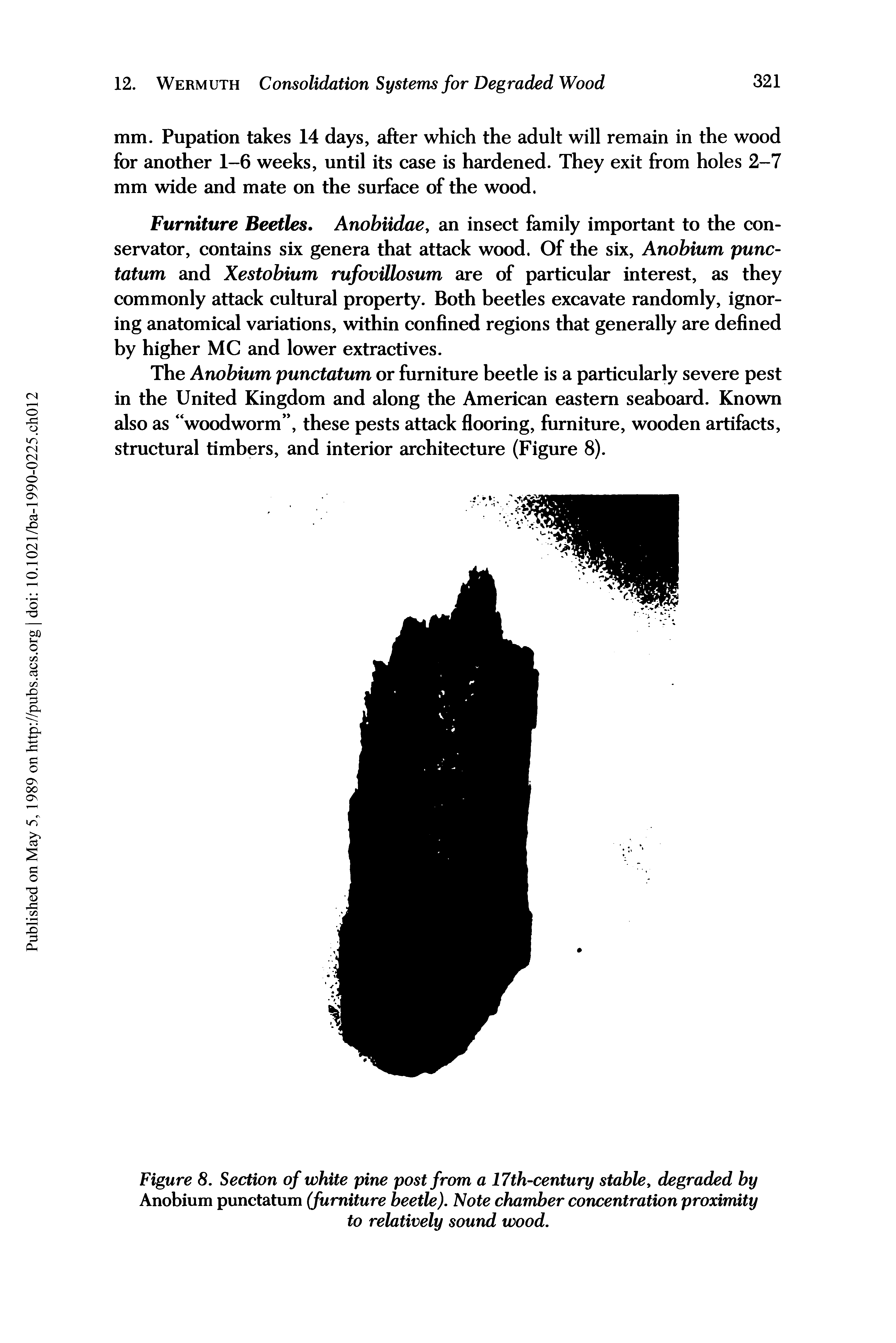 Figure 8. Section of white pine post from a 17th-century stable degraded by Anobium punctatum (furniture beetle). Note chamber concentration proximity to relatively sound wood.