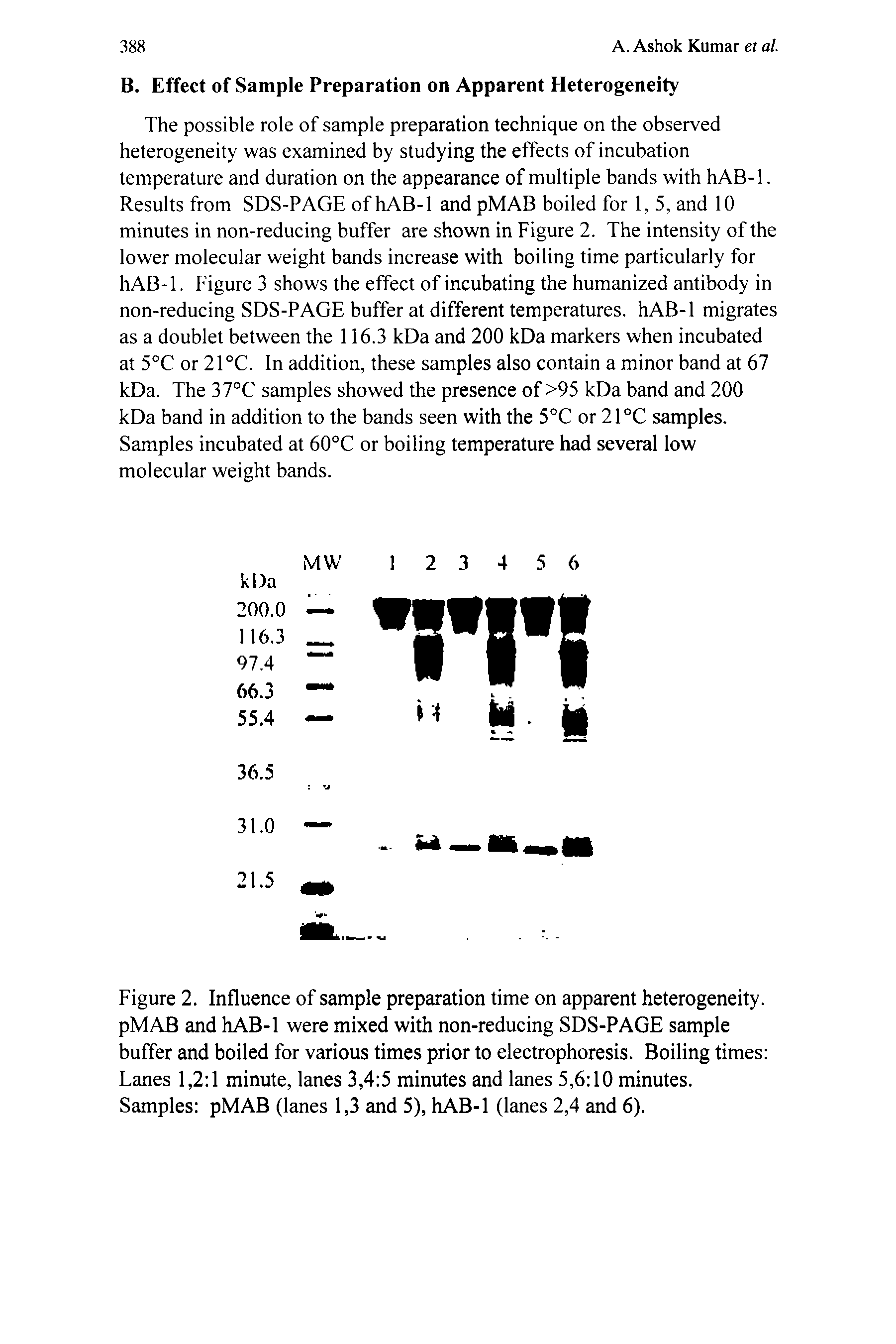 Figure 2. Influence of sample preparation time on apparent heterogeneity. pMAB and hAB-1 were mixed with non-reducing SDS-PAGE sample buffer and boiled for various times prior to electrophoresis. Boiling times Lanes 1,2 1 minute, lanes 3,4 5 minutes and lanes 5,6 10 minutes. Samples pMAB (lanes 1,3 and 5), hAB-1 (lanes 2,4 and 6).